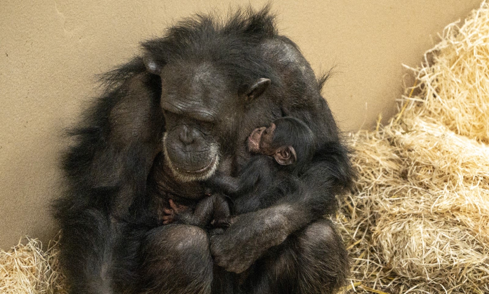 ZIEN: wereldberoemde chimpansee Tushi moeder geworden