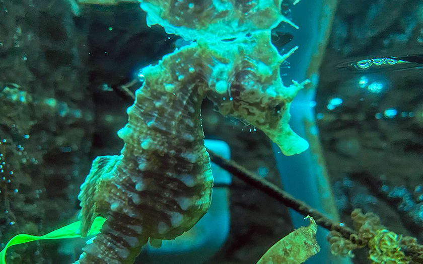 Onderkoeld zeepaardje gevonden op Texel, Ecomare vangt diertje op