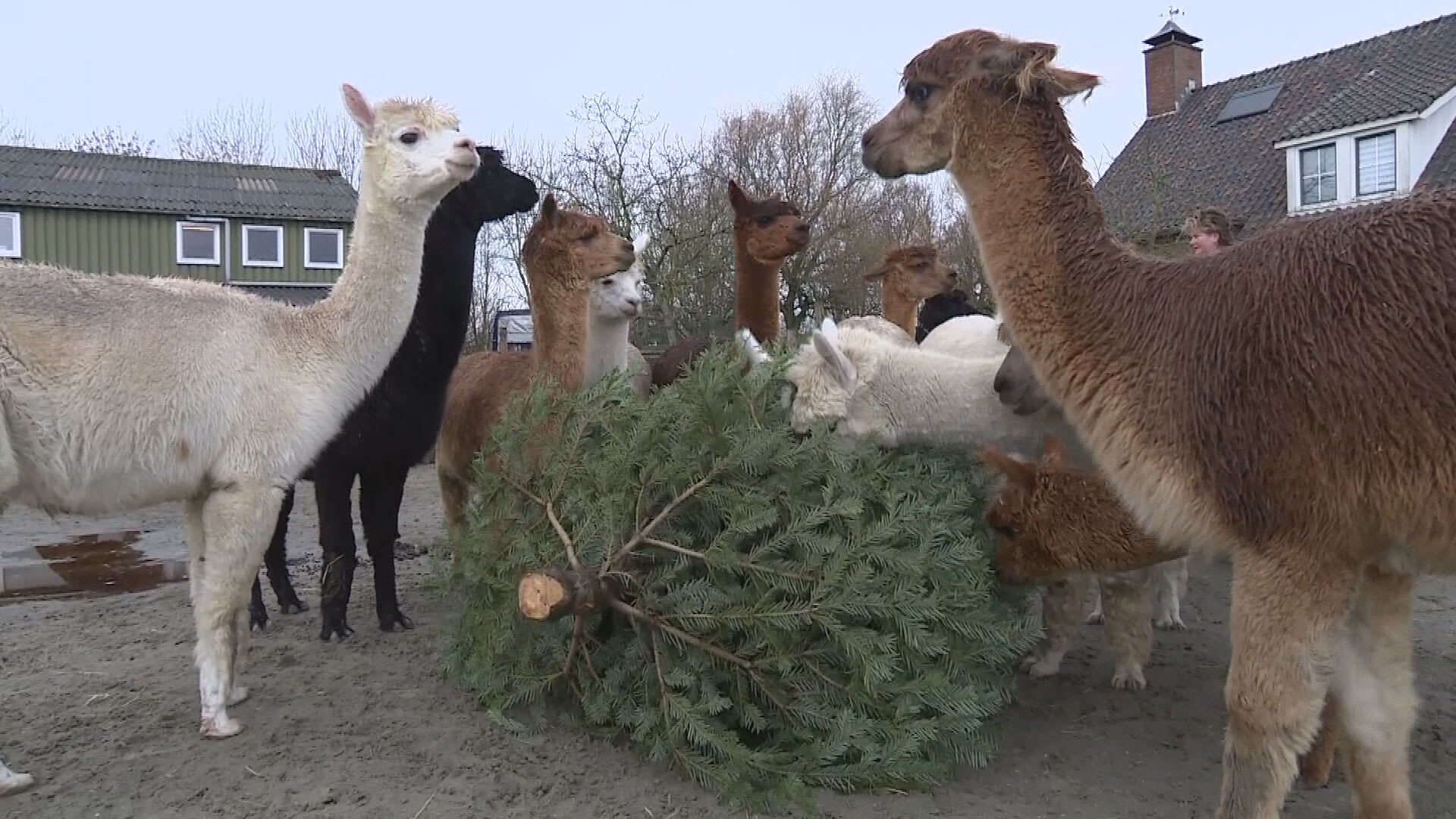 Kerstbomen niet naar het grofvuil, maar naar alpaca's: 'Echt een traktatie voor ze'