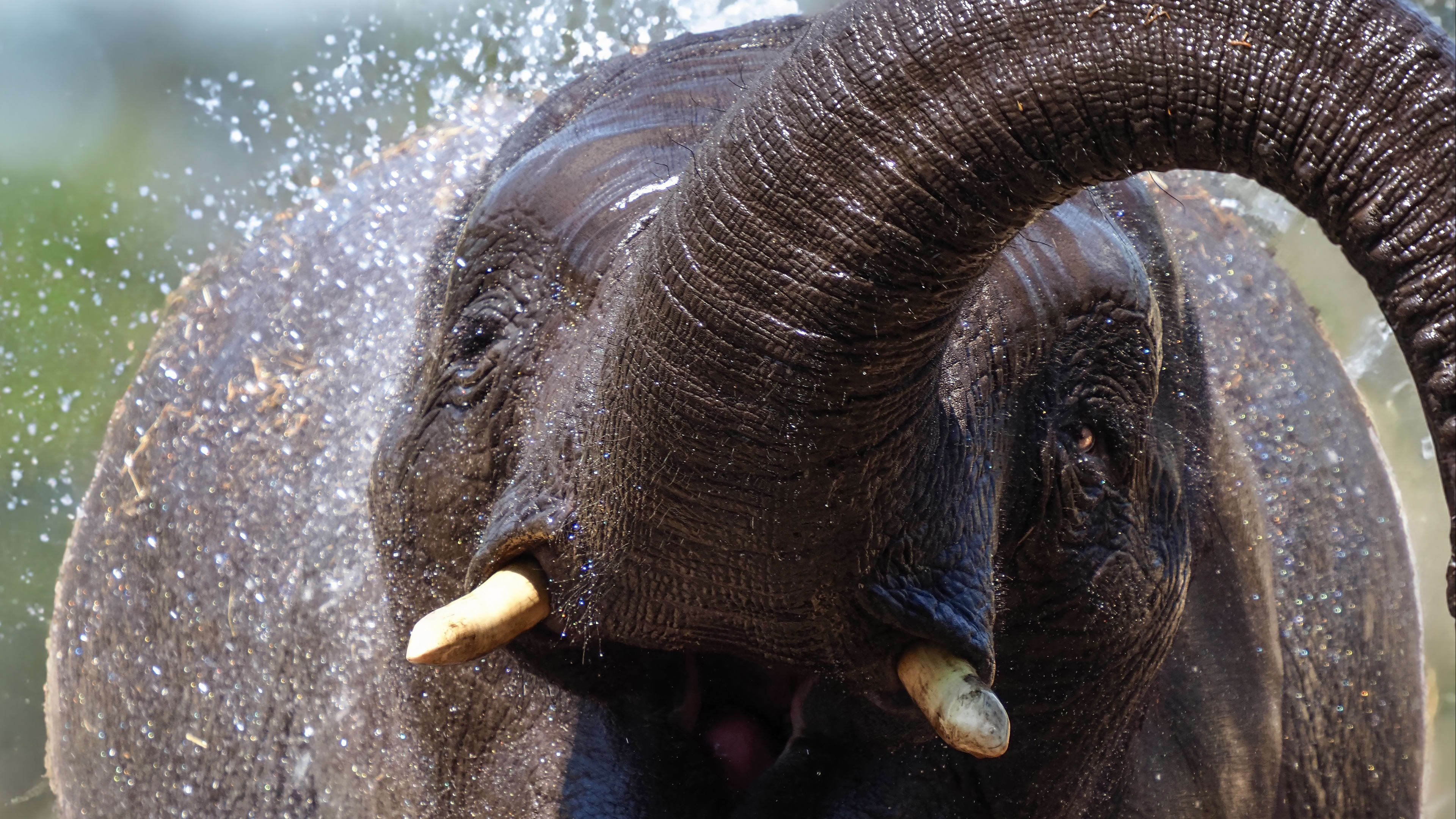 ZIEN: Dieren in Safaripark Beekse Bergen genieten van verkoeling