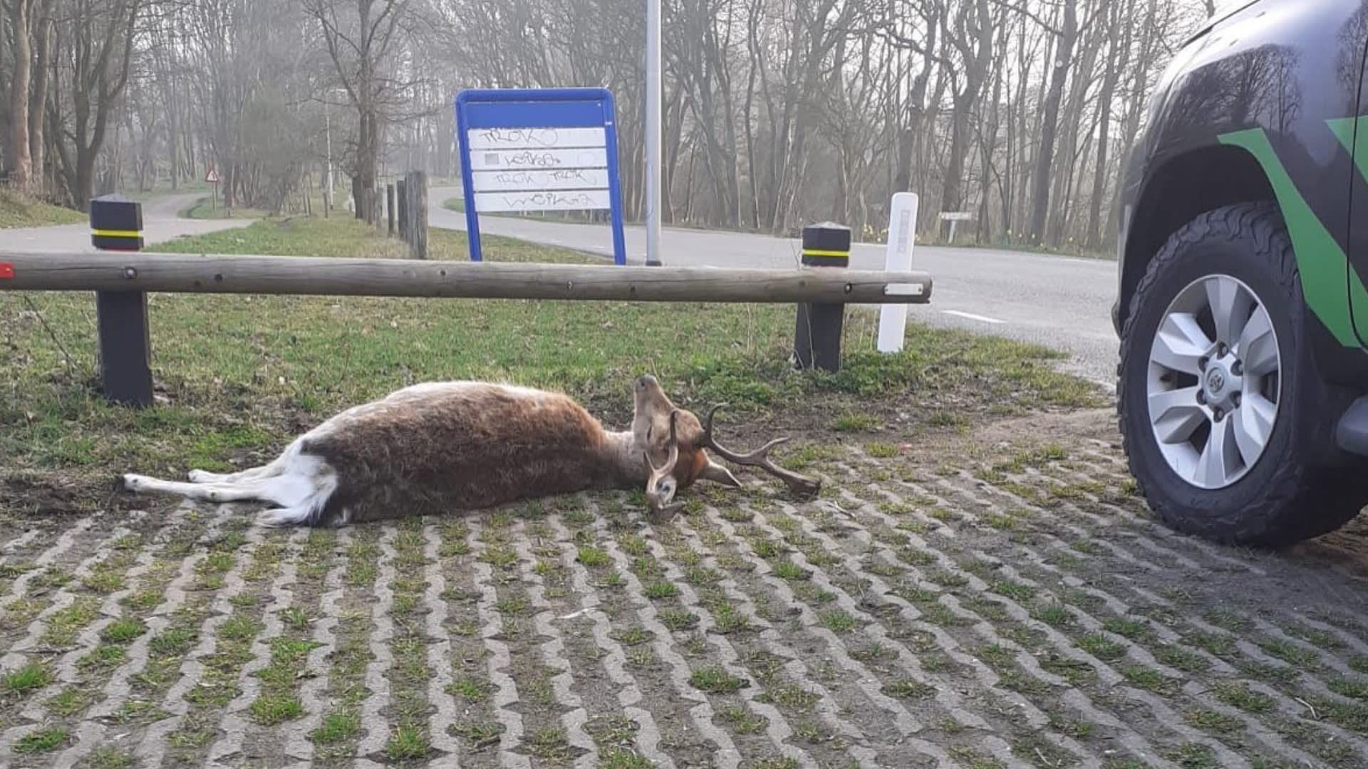 Damhert doodgereden bij Noordwijk: 'Hij heeft nog een tijd geleefd'