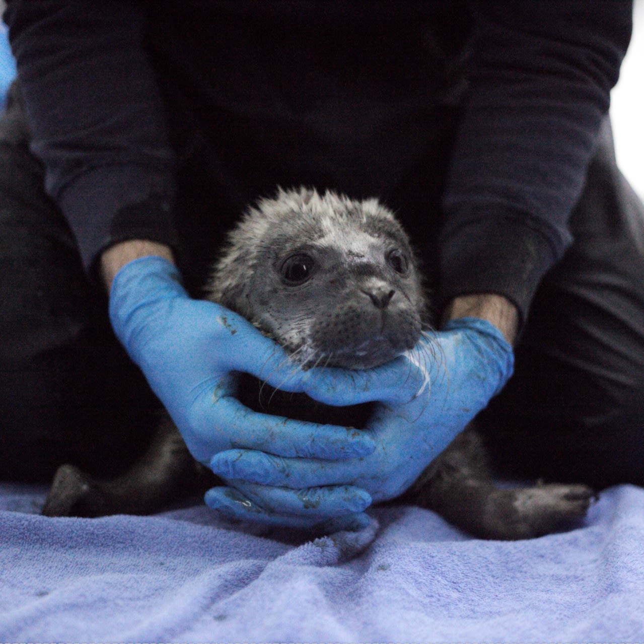 Zeehondencentrum Pieterburen niet blij met opvang eerste zeehondenpup