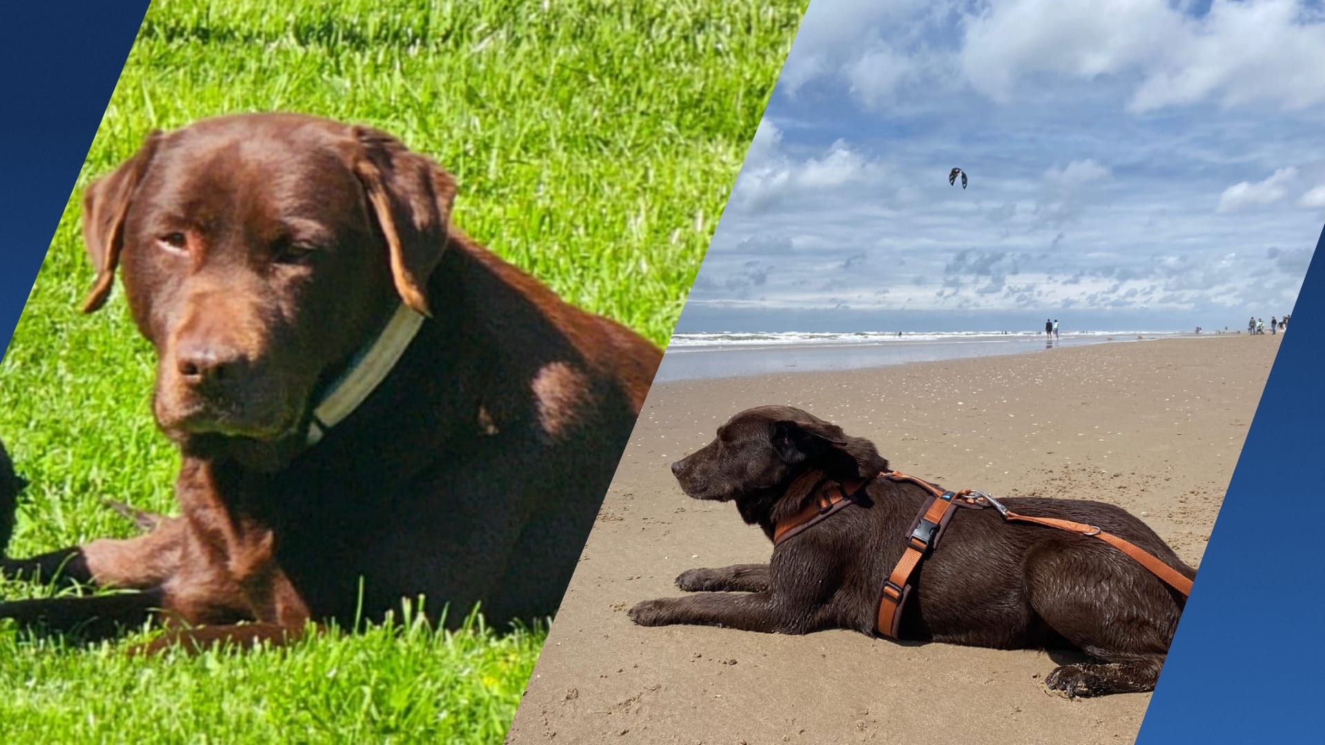 Hond Shadow vermist na ongeluk op A1: 'Haar niet benaderen, roepen of volgen'