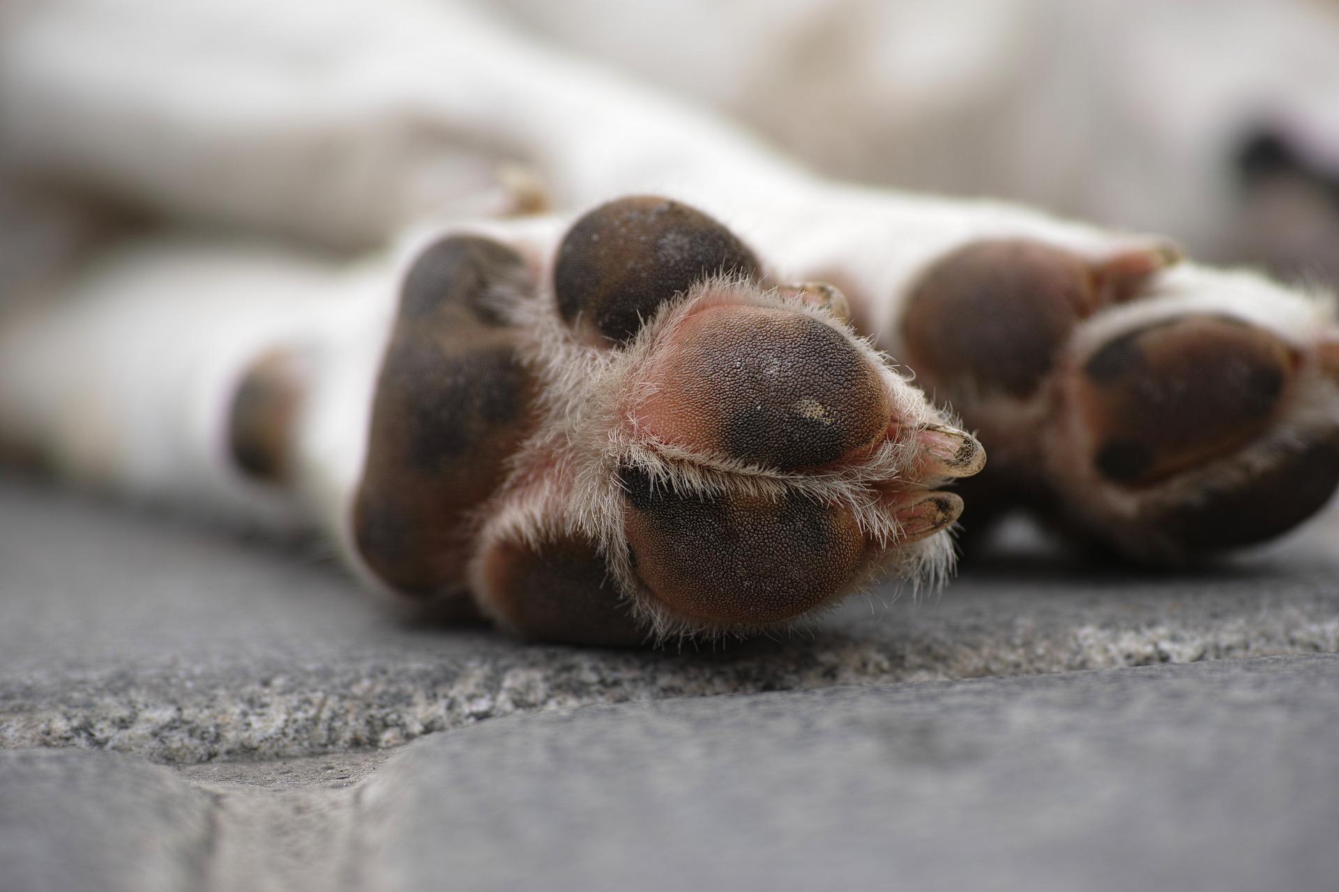 Hond gedumpt in bushokje in Katwoude: politie zoekt eigenaar