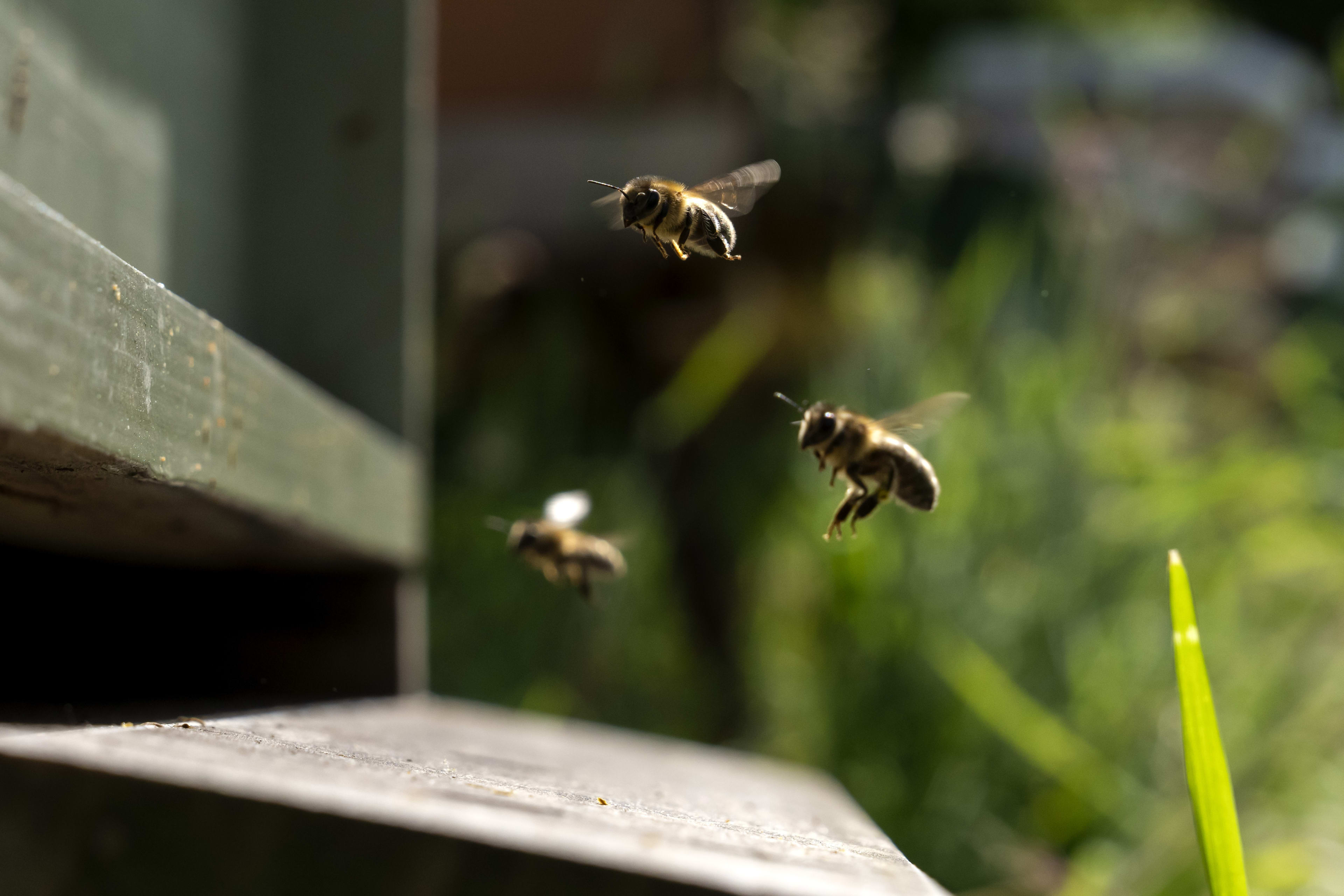 Almere Haven getergd door bijenpoep