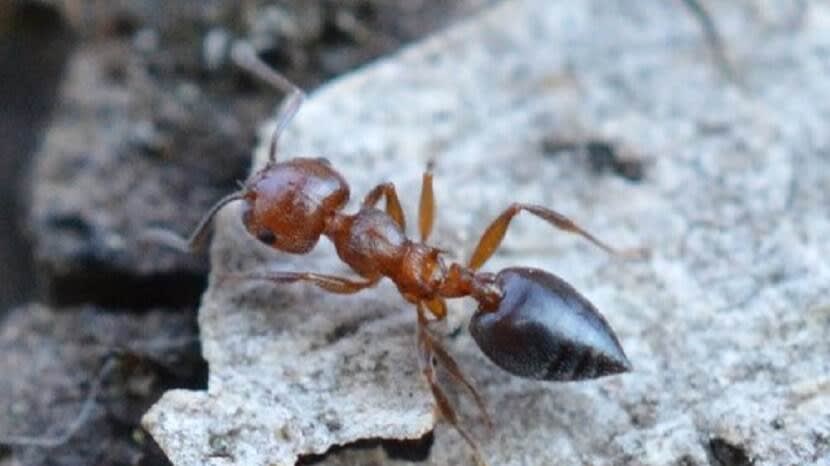 NVWA waarschuwt voor uitheemse mierensoorten: 'Superkolonies kunnen grote invloed hebben'