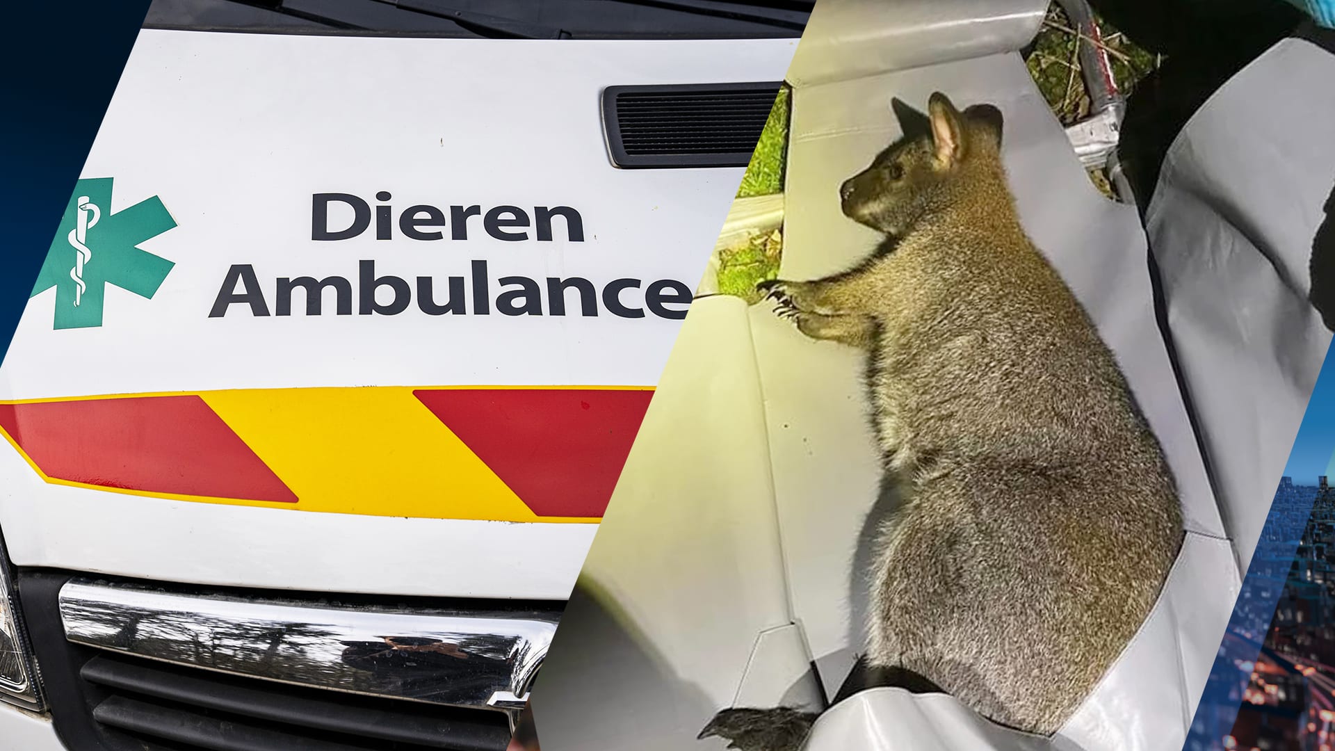 Wallaby zet met nachtwandeling Ammerzoden op stelten: 'Die beesten zijn niet te vangen'