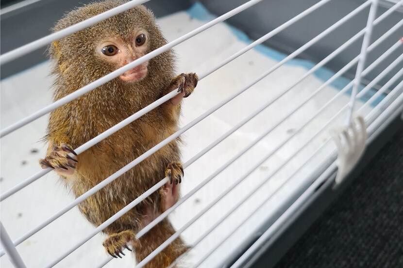 Twee dwergzijdeaapjes in beslag genomen bij Tilburger