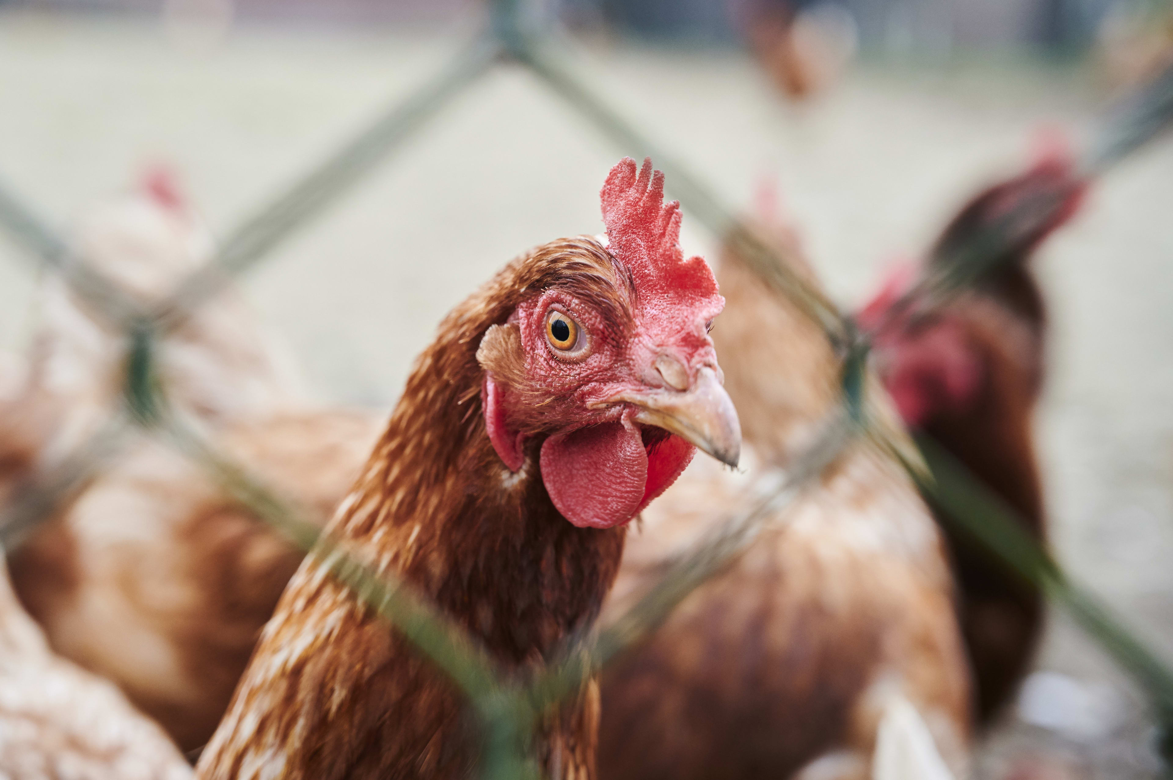 Voedingscentrum waarschuwt: ei van eigen kip risico voor gezondheid door te veel PFAS
