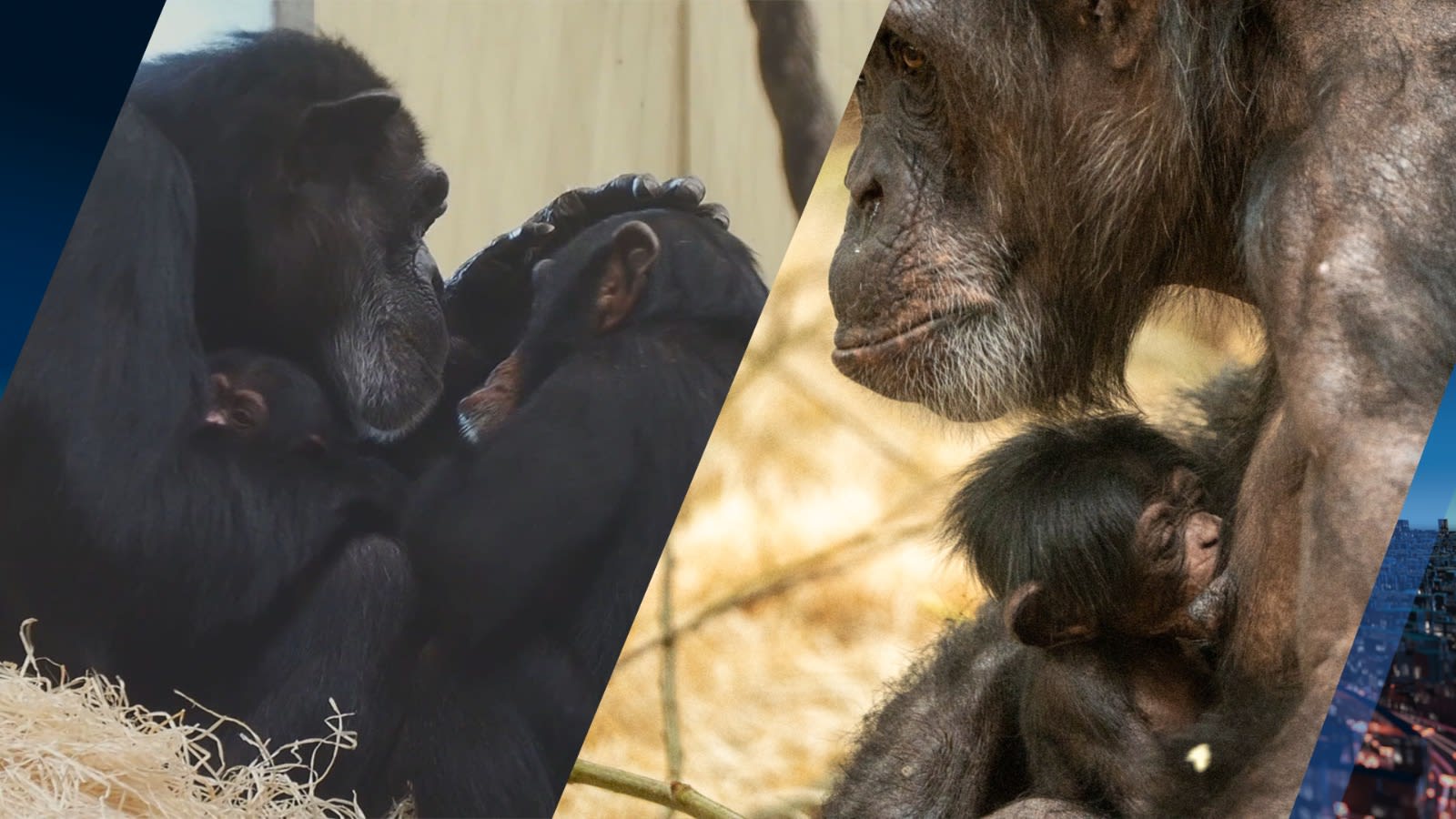 Dubbel beschuit met muisjes! Twee dierenparken verwelkomen babychimpansees