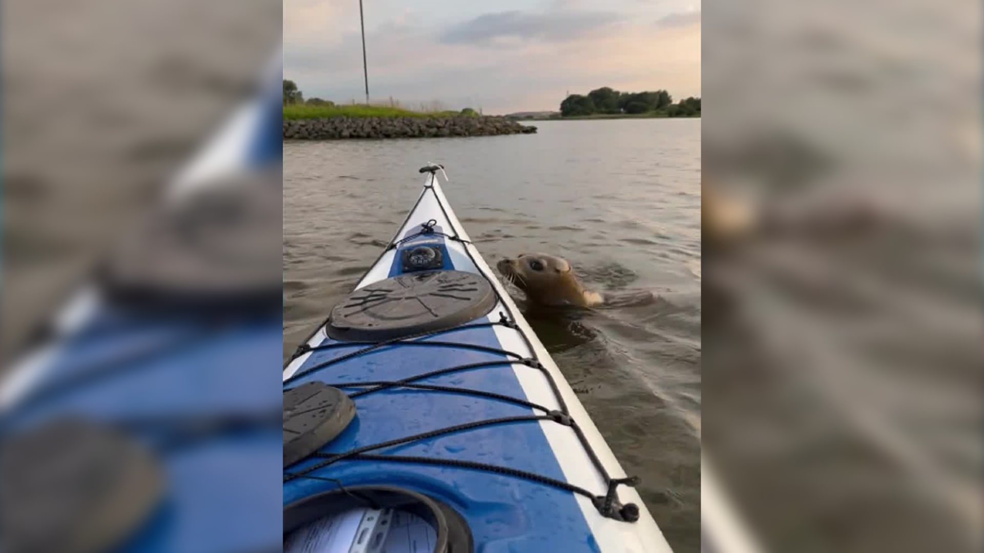 VIDEO | Zeehond wil meeliften op kajak van Johan: 'Heel bijzonder'