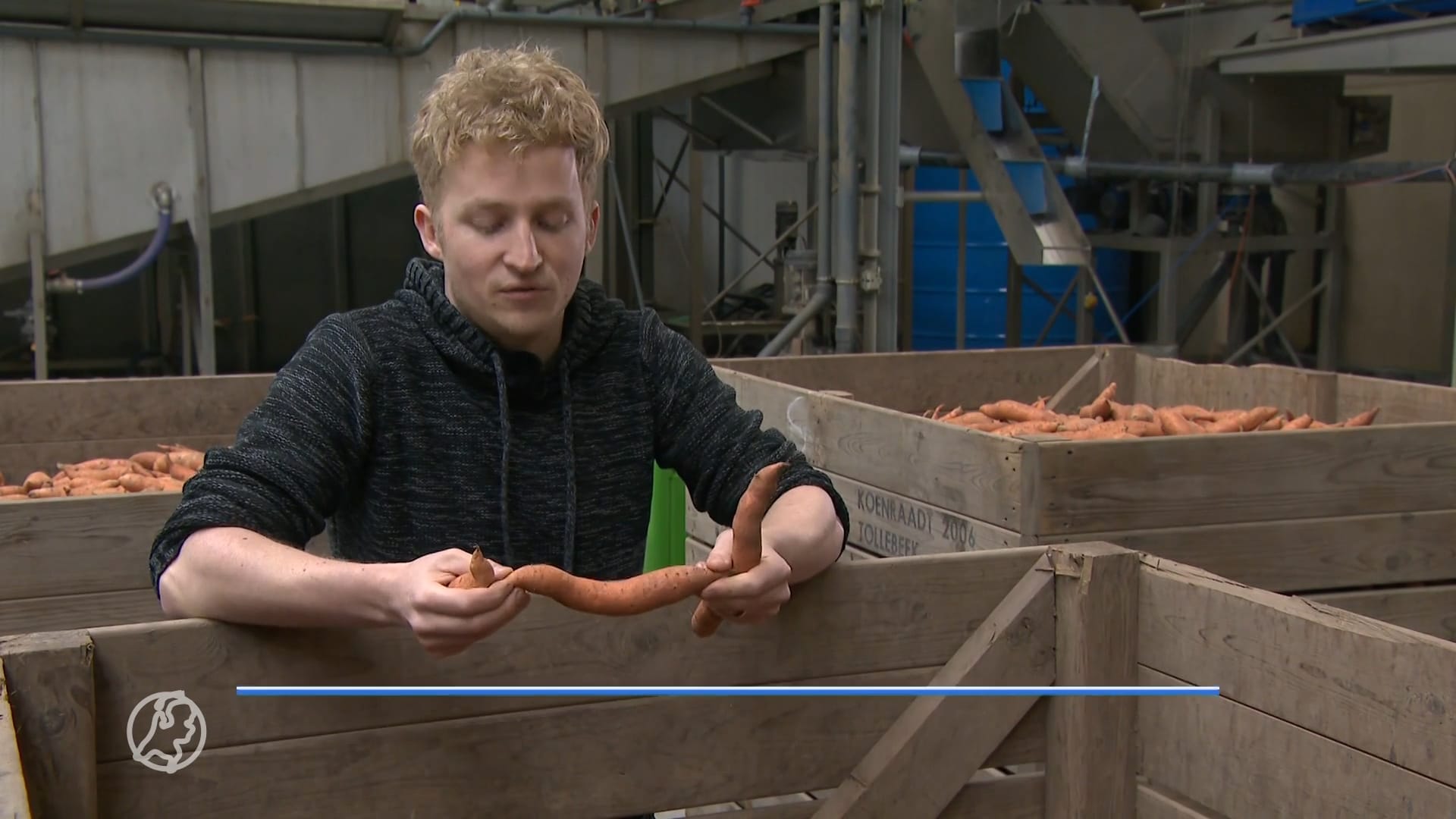 Wat moeten Stefan en Thijs doen met hun 50.000 kilo misvormde zoete aardappelen?