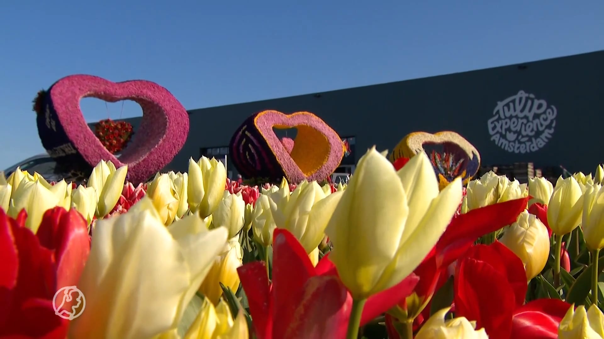 Toch nog een beetje bloemencorso in de Bollenstreek