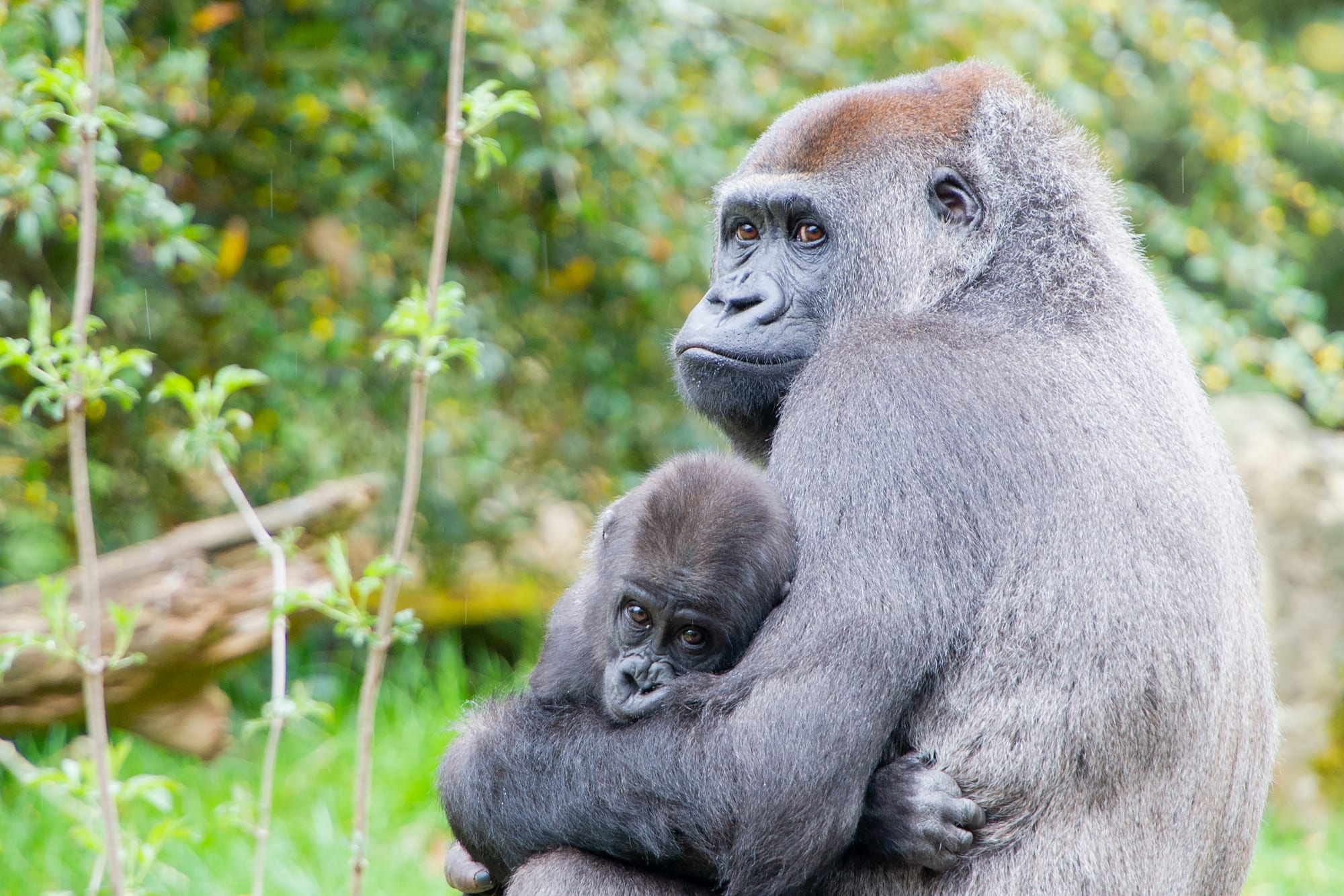 Groot verdriet voor medewerkers Apenheul en jonkie Kiango: gorilla Gyasi overleden