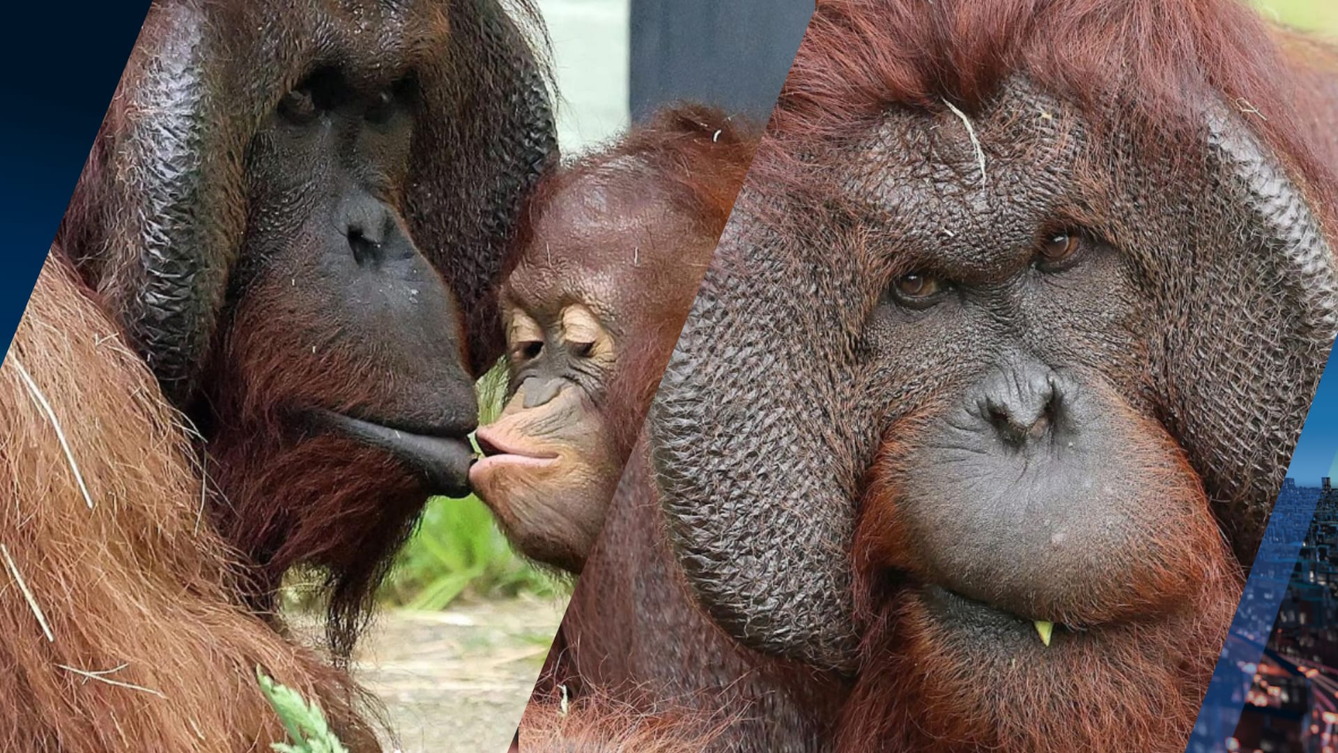 Verdriet in Ouwehands Dierenpark: orang-oetan Bako overleden