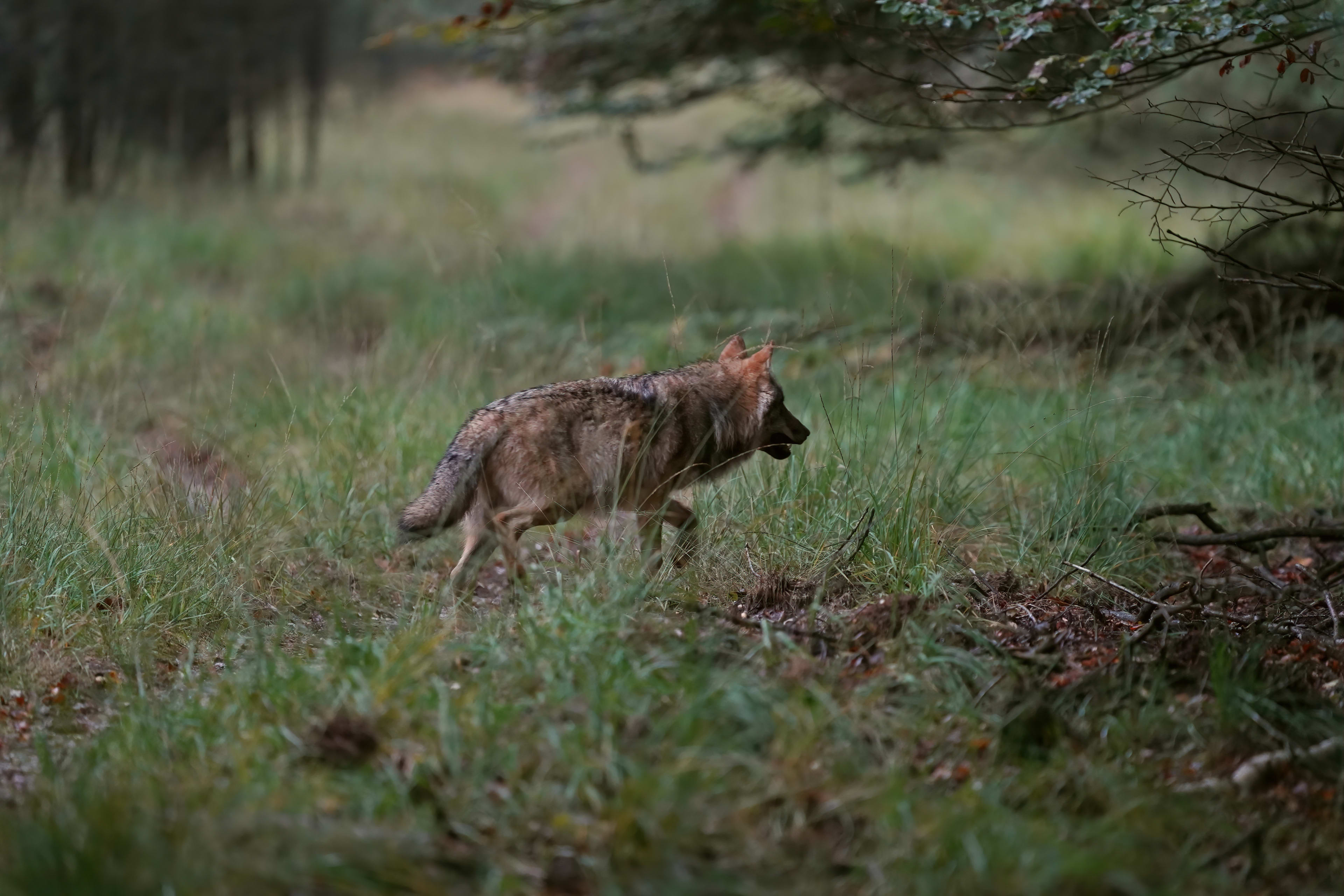 Aangevallen meisje Leusden werd door wolf van achter gegrepen: 'In haar zij gebeten'