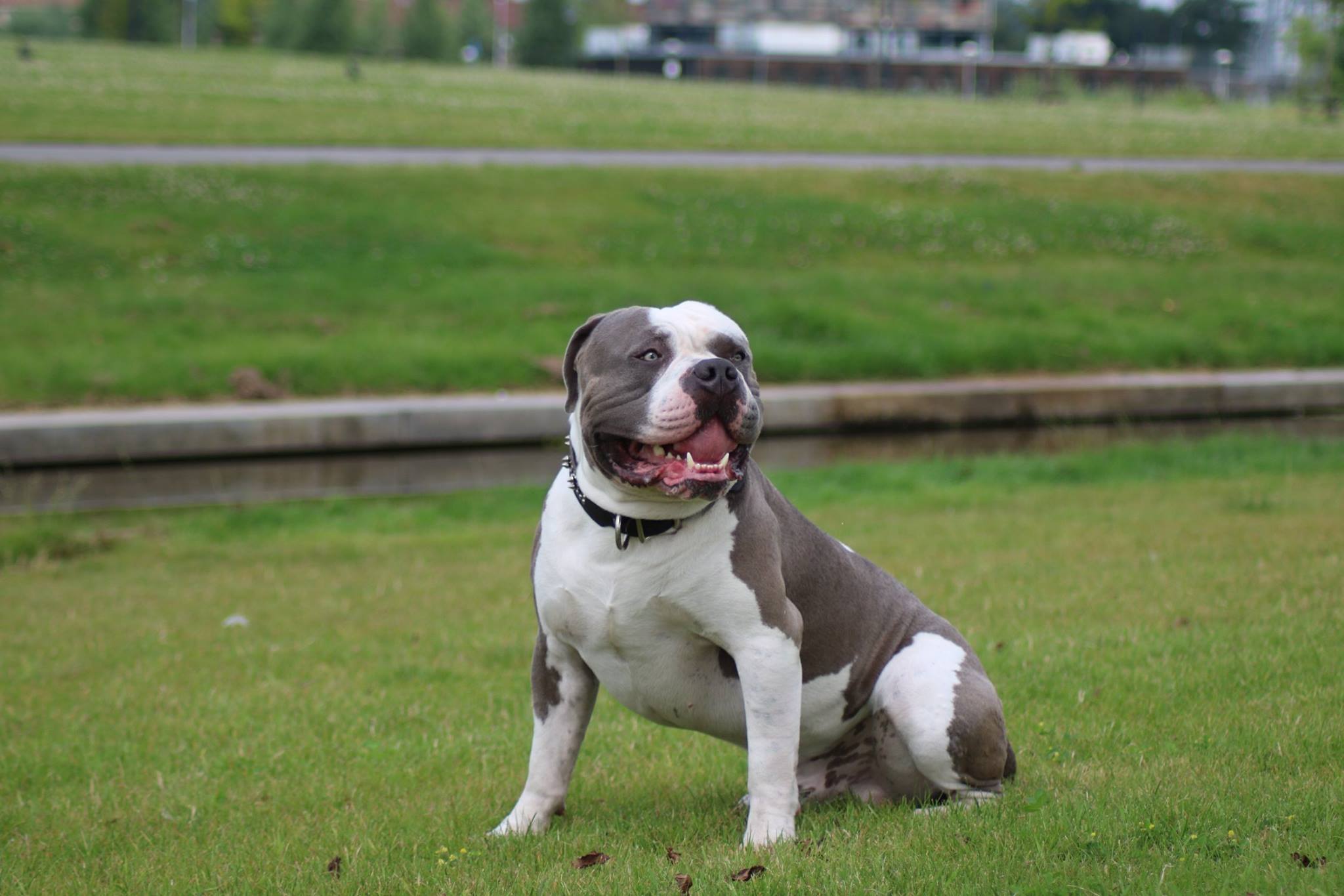 Baasje van in beslag genomen hond Mr. Bigg na vermoedelijke mishandeling: 'Ik zou hem nooit wat aandoen'