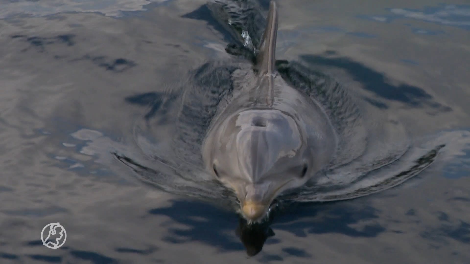 'Voorkom dat dolfijnen Dolfinarium naar China gaan'