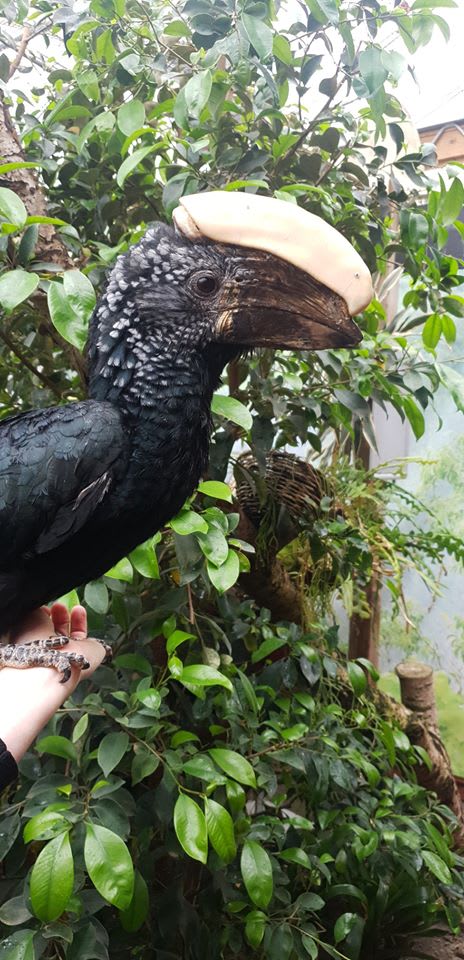 Neushoornvogel Balou trekt weer volle zalen dankzij geprinte hoorn