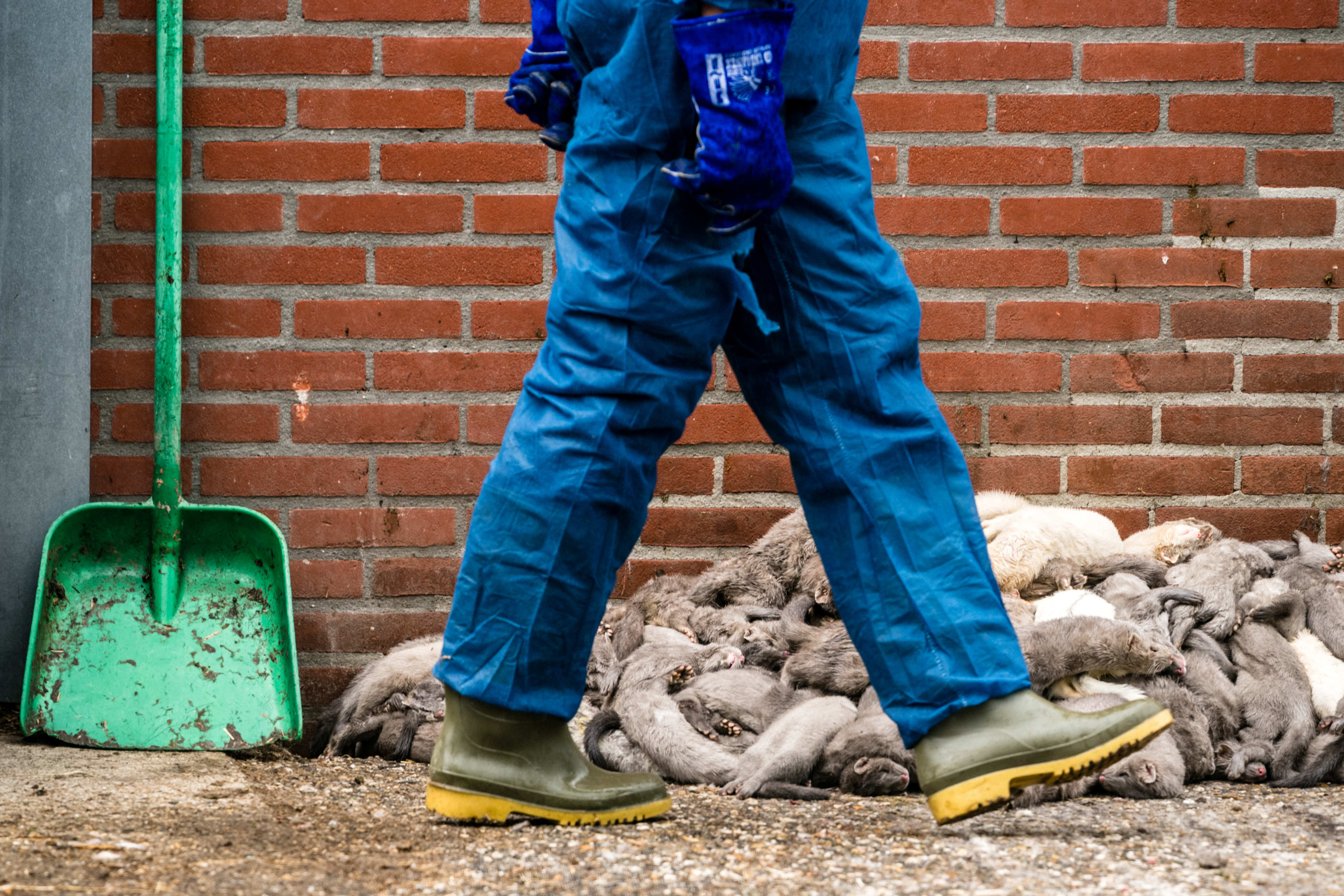 Alle overgebleven nertsen in Nederland zijn deze week gedood