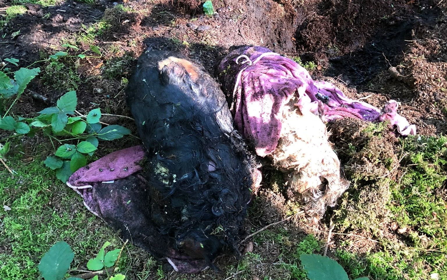 Gruwelijke vondst: voorbijganger treft half-begraven dode honden aan