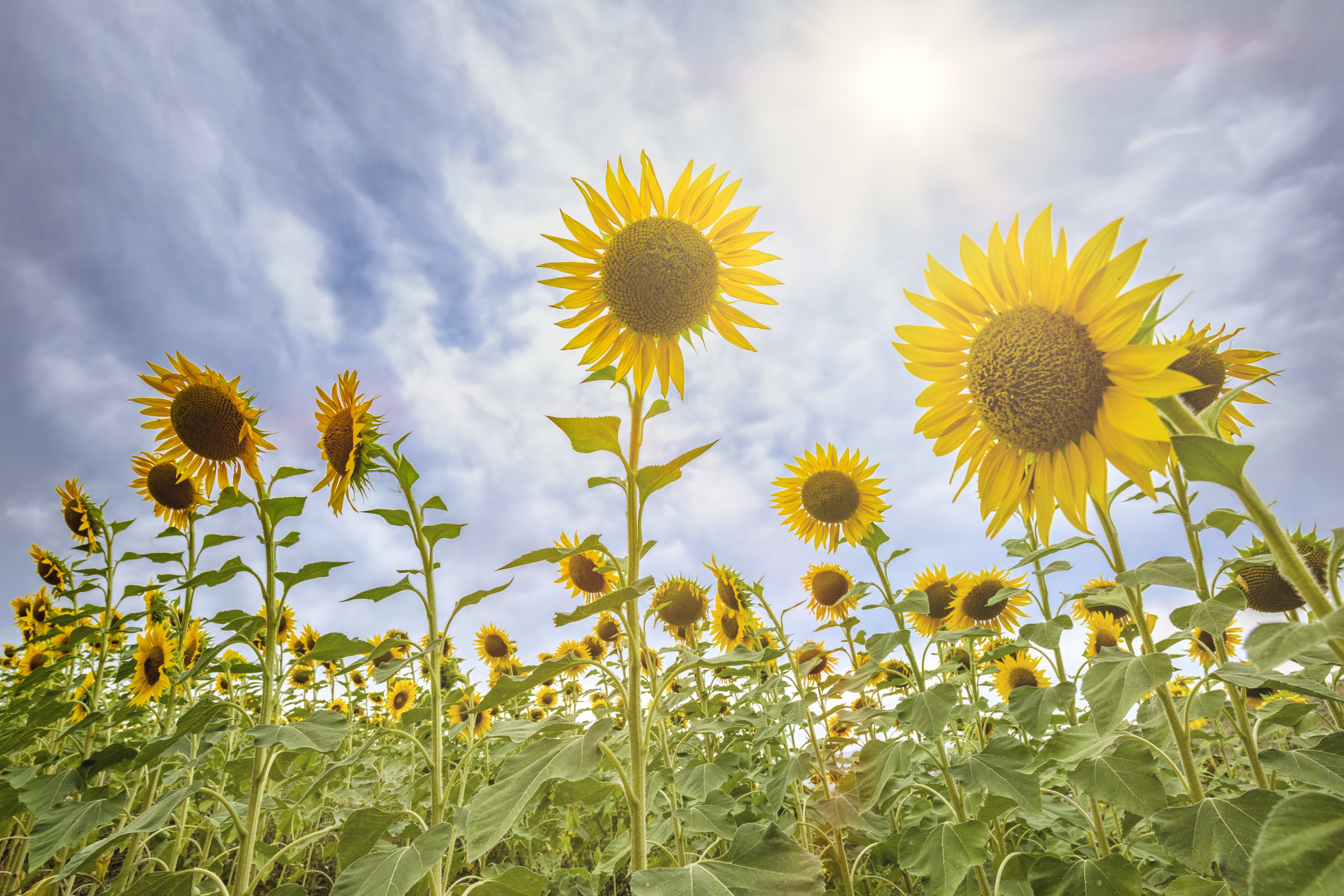 Herfst is begonnen: zo veel zon heb je nodig om vitamine D aan te maken