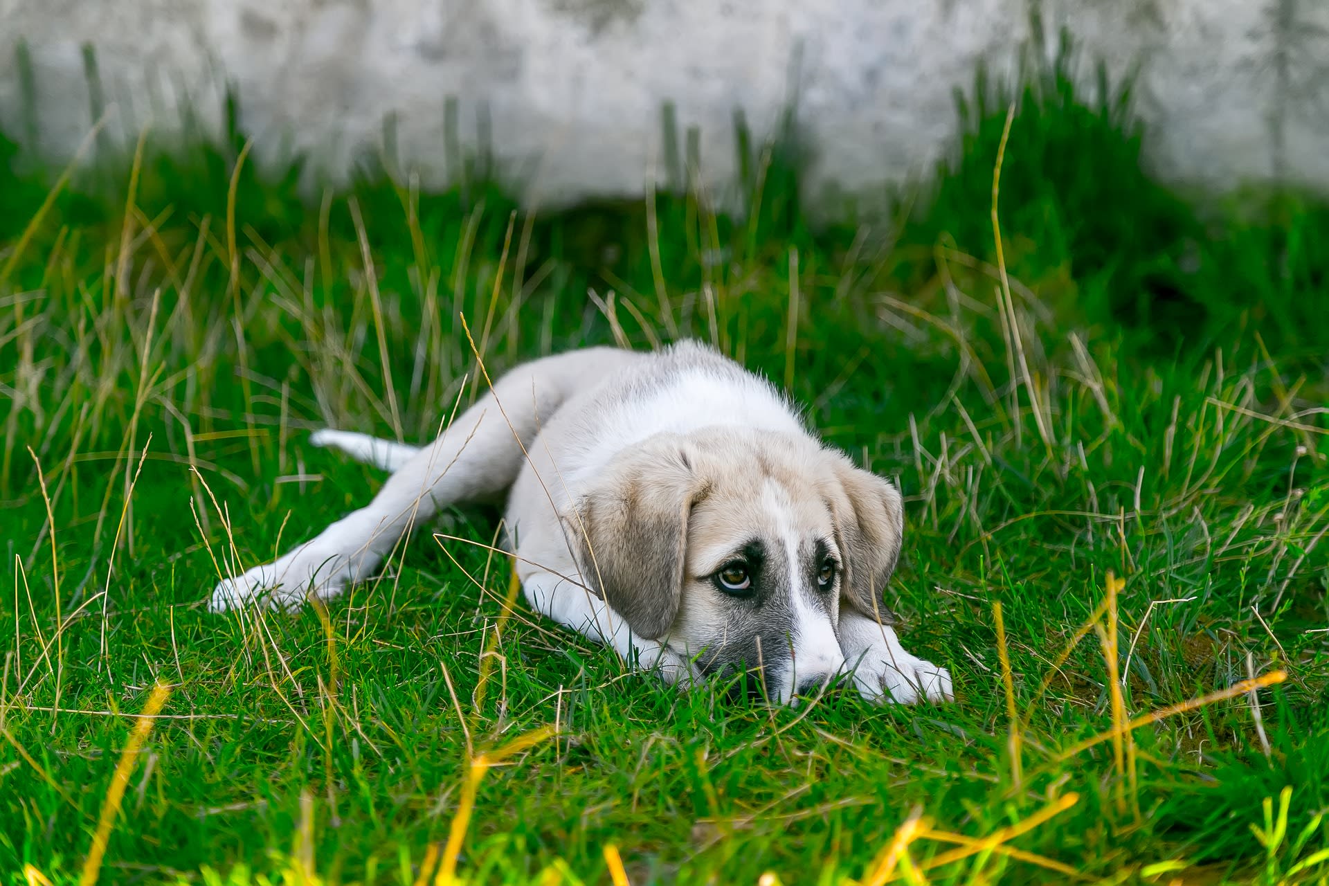 Dierenbeulen kunnen straks levenslang verbod op houden van dieren krijgen