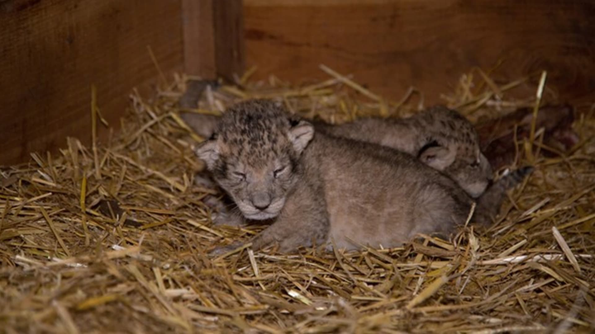 Niet één, niet twee, maar drie: leeuwendrieling geboren in Burgers' Zoo