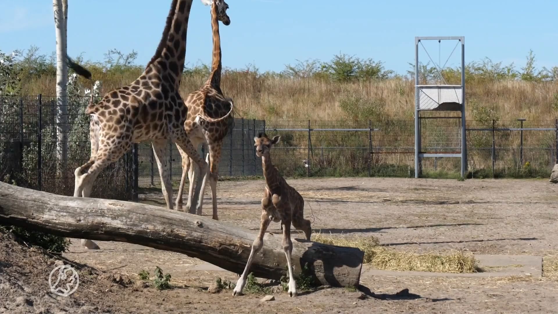 VIDEO: Superschattig baby-girafje geboren in Wildlands Emmen