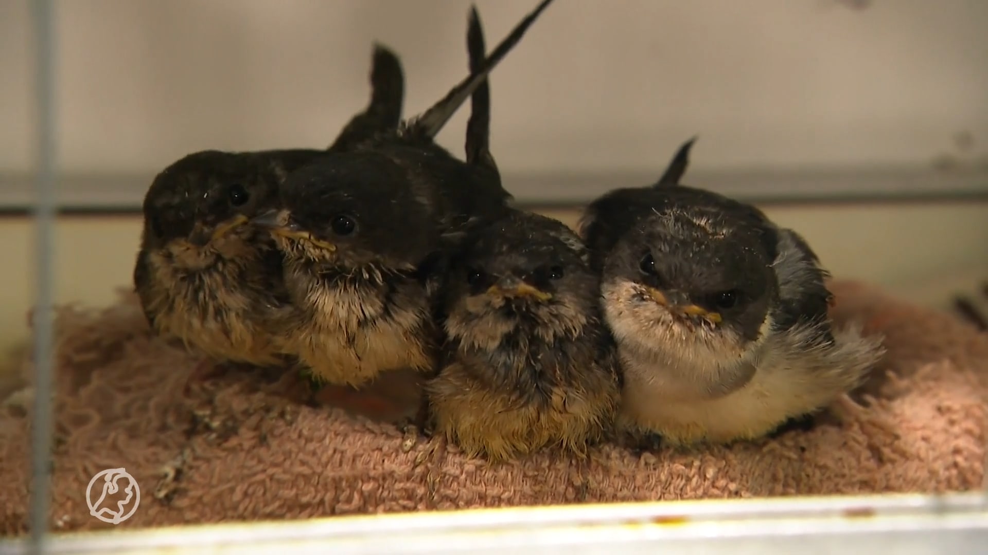 De vogels vallen vandaag letterlijk van het dak, opvang heeft 'dagtaak aan baby's voeren'