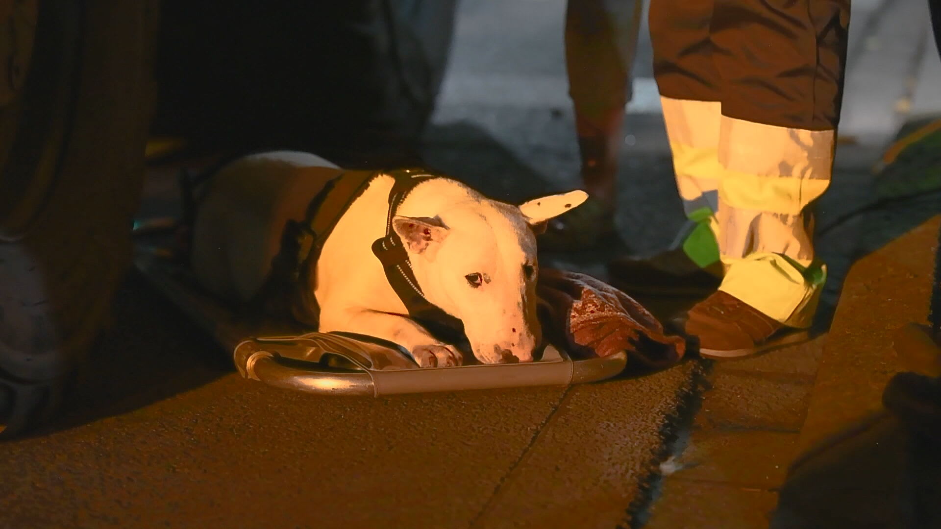 Dubbel pech voor aangereden hond in Valkenswaard