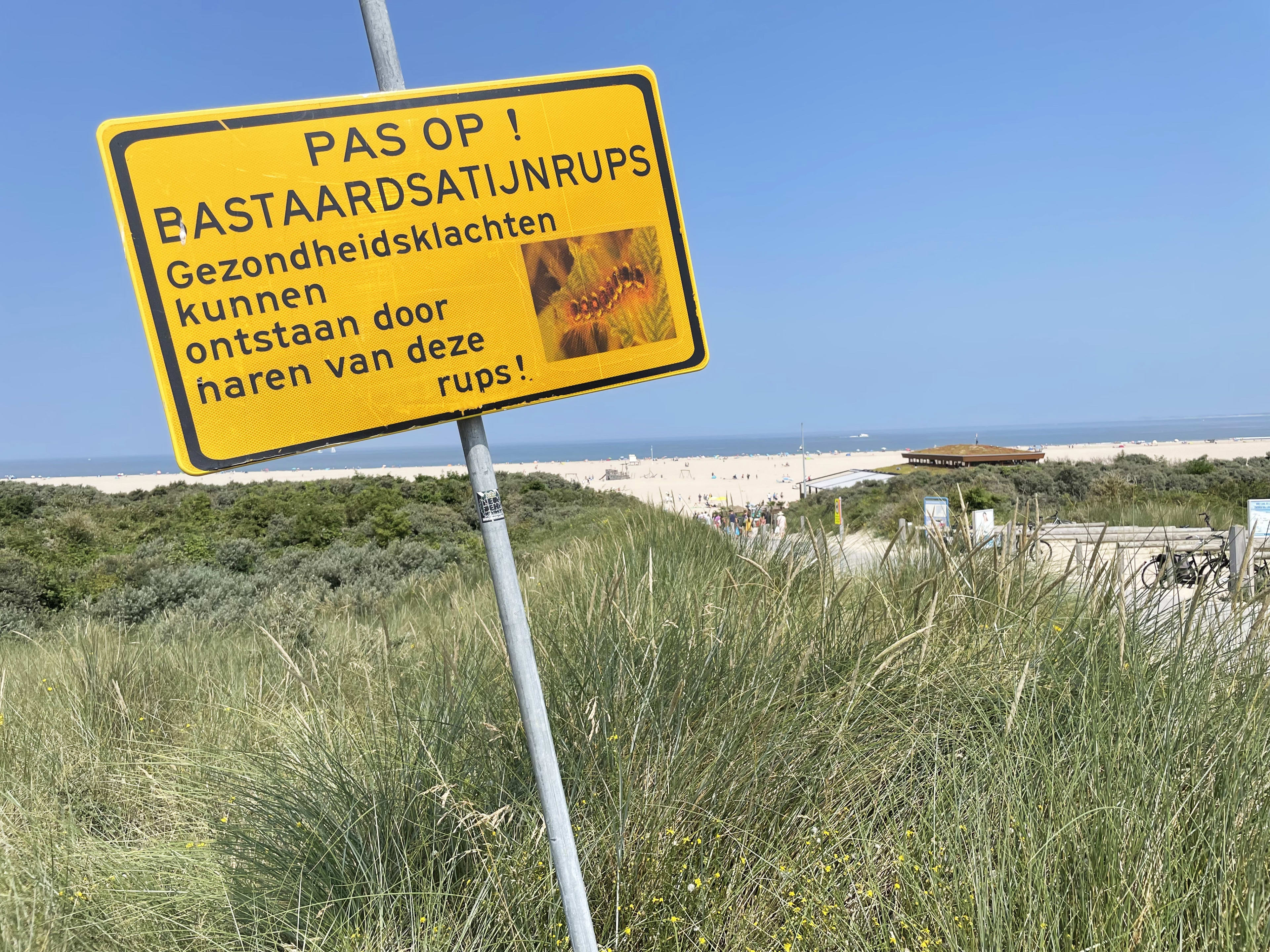 Gevaarlijke bastaardsatijnrups rukt op bij stranden: dit moet je doen na contact