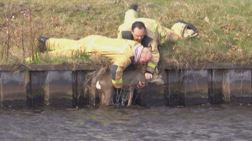 Hulpdiensten uitgerukt voor verdrinkende reeën in kanaal, eentje overleden