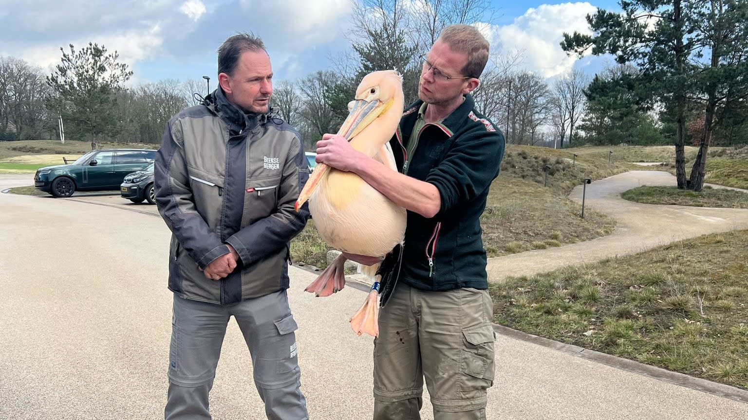Verdwaalde pelikaan na 2 weken eindelijk gevangen dankzij 'sluw masterplan'
