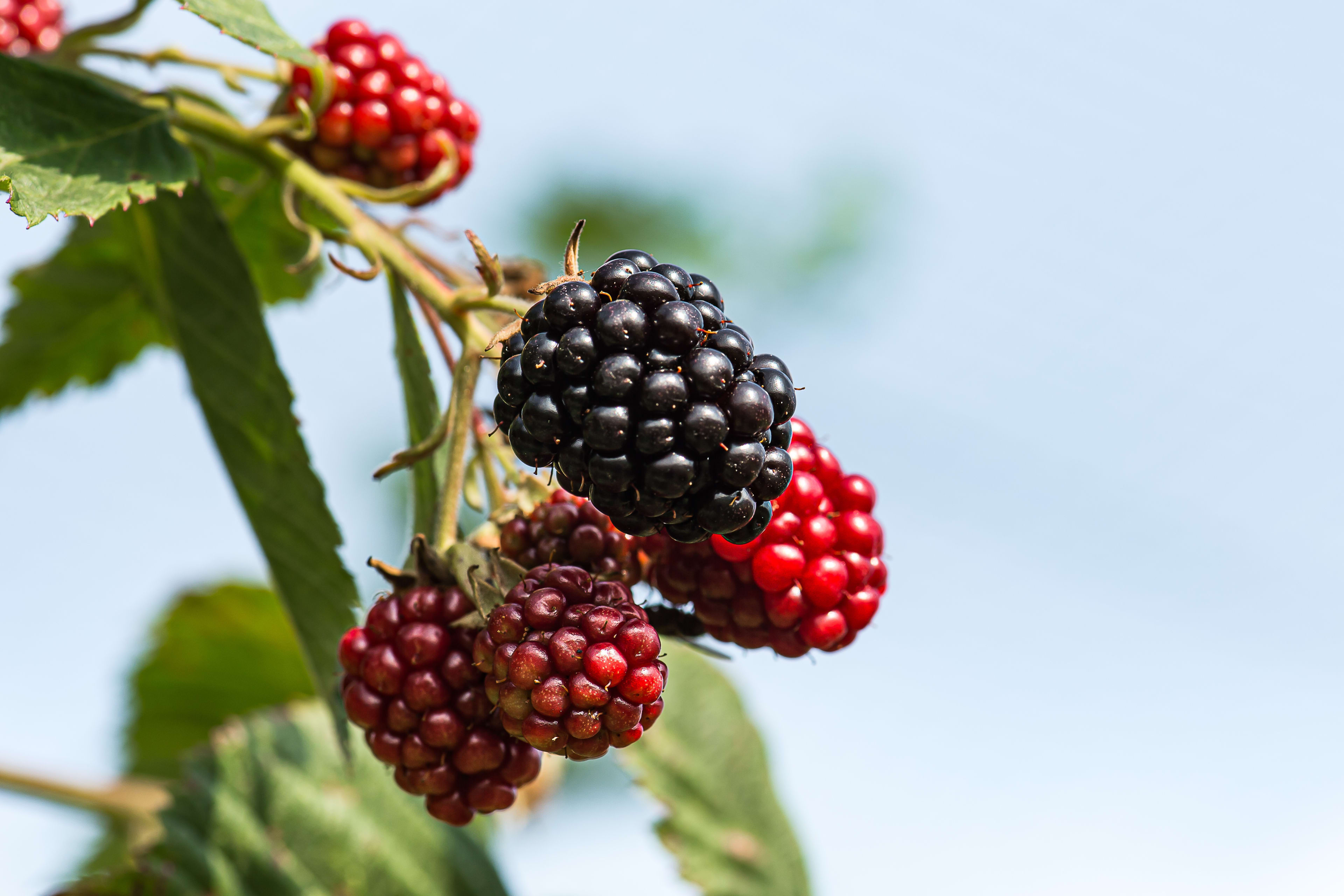 Waarschuwing: wild fruit plukken? Parasiet in bramen en bosbessen heel gevaarlijk