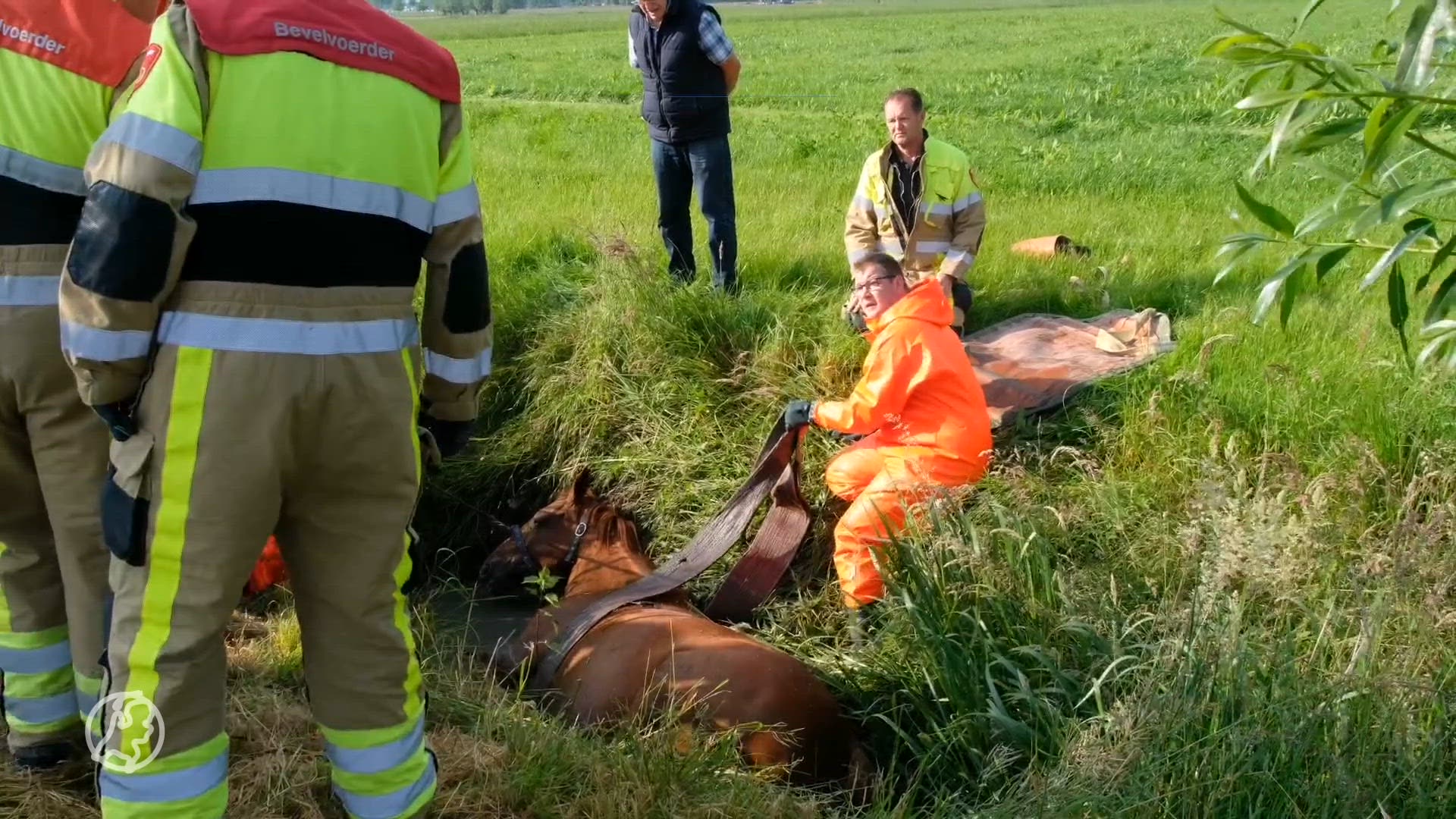 Brandweer en omstanders redden zwanger paard uit sloot