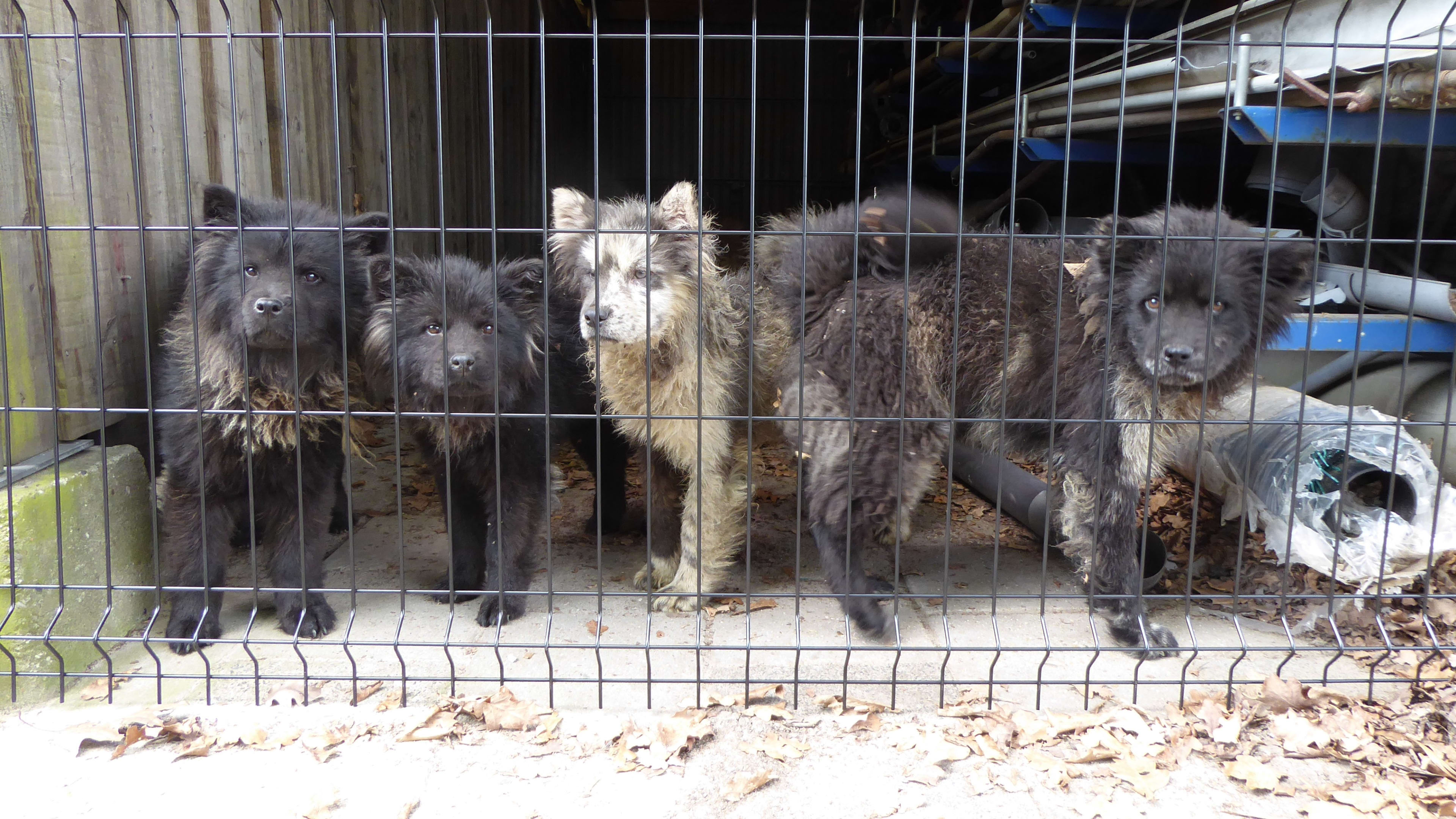 Broodfokker Deurne verstopt bijna 120 honden op verlaten terrein zonder water en voedsel