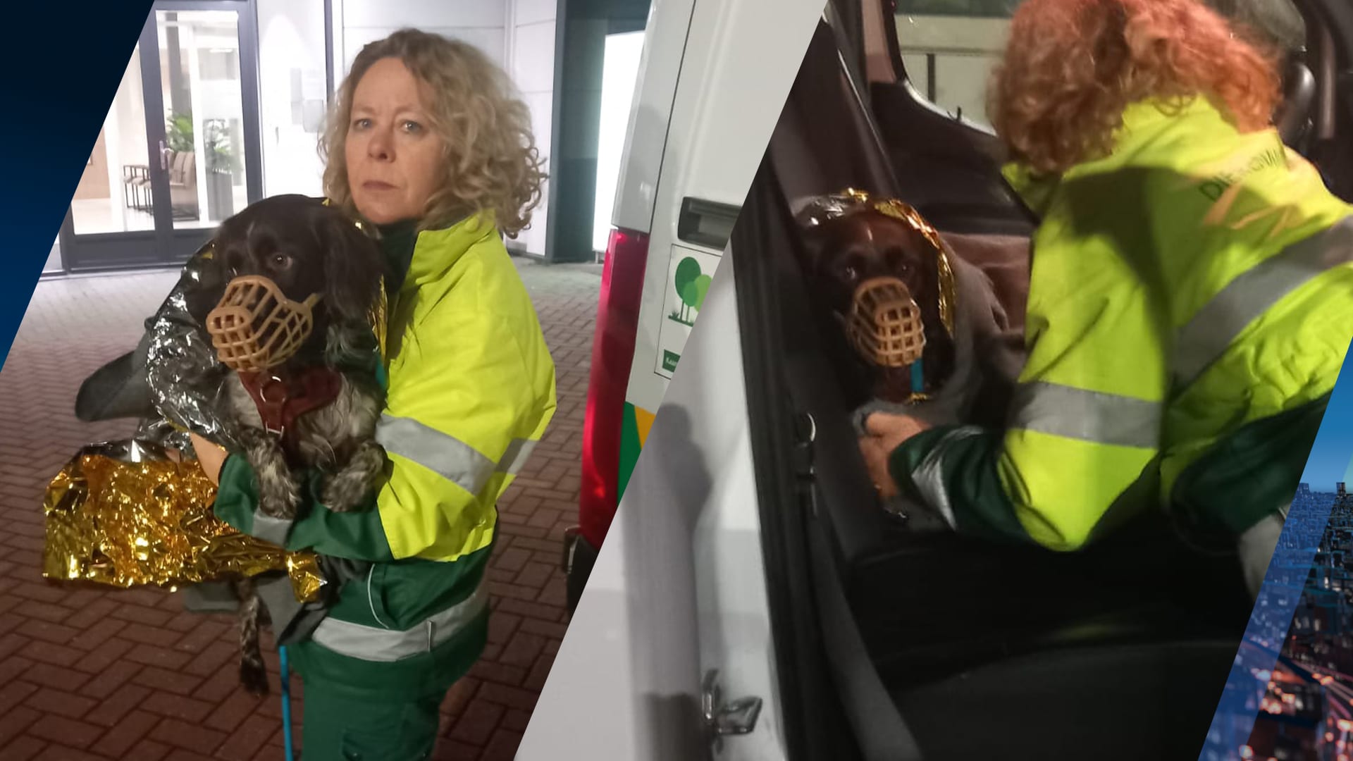 Urenlange zoektocht naar hond Luna na aanrijding met bestelbus