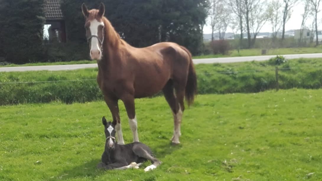 Eenzame paarden raken 'chronisch gestrest', dierenorganisaties willen verbod op paarden in isolement