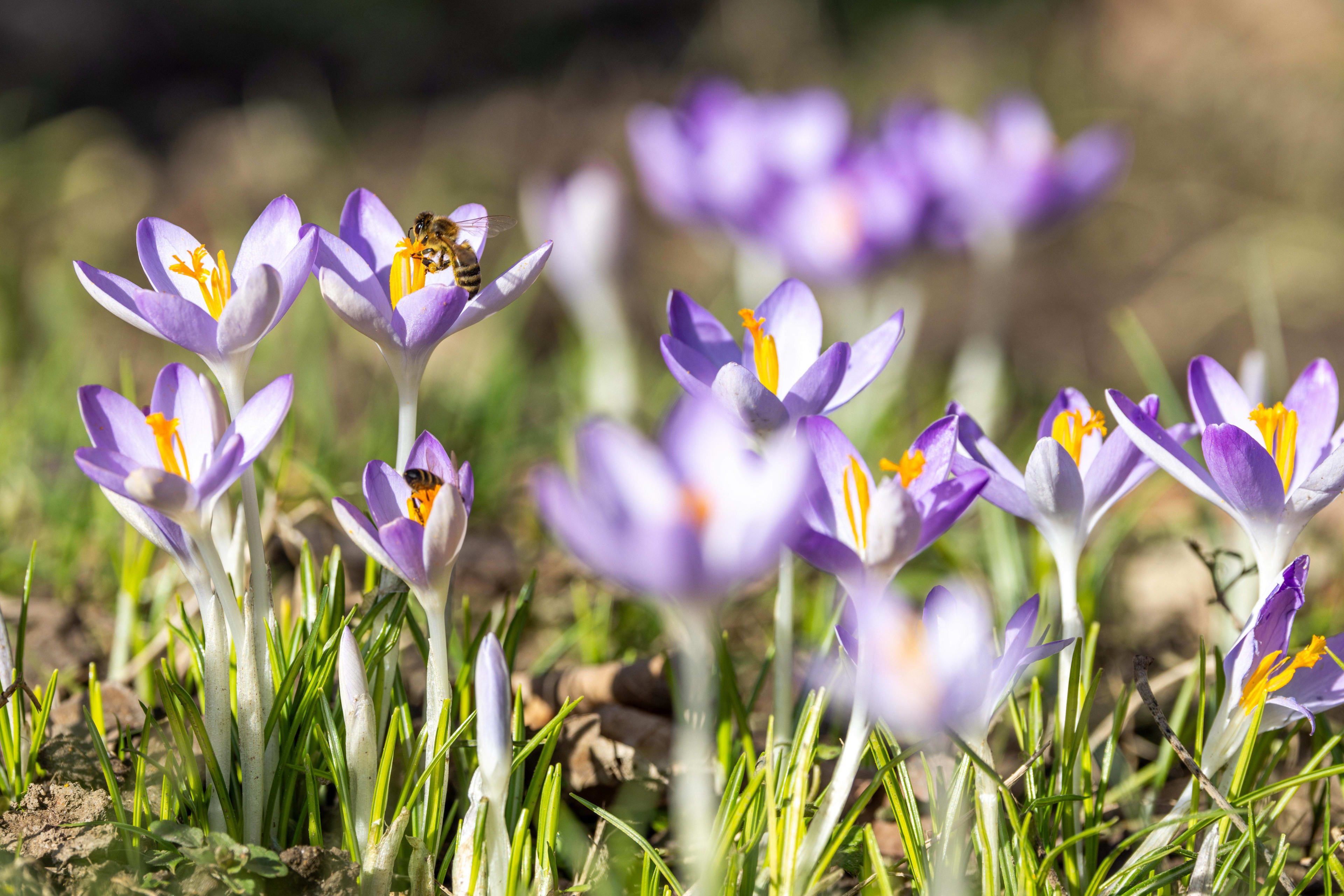 Lenteplanten bloeien veel eerder door hoge temperaturen