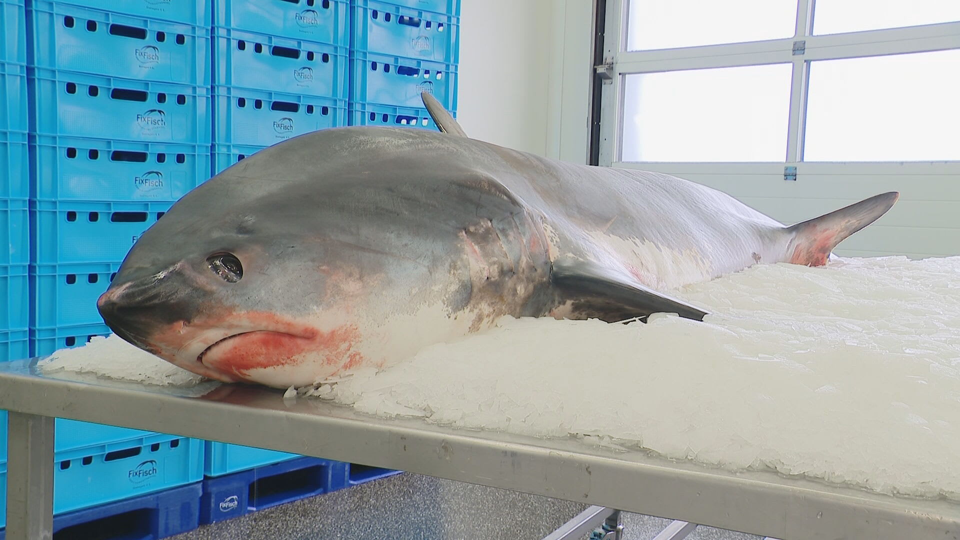 Enorme haai gevangen in Noordzee: 'Dit hebben ze zelfs niet in de dierentuin'