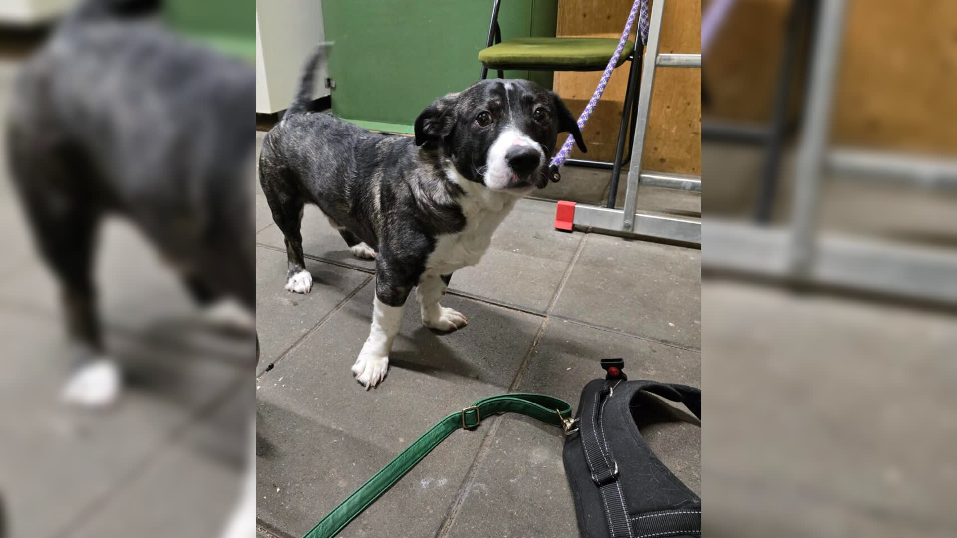 Hond gedumpt op station Purmerend: achtergelaten met tas vol spullen
