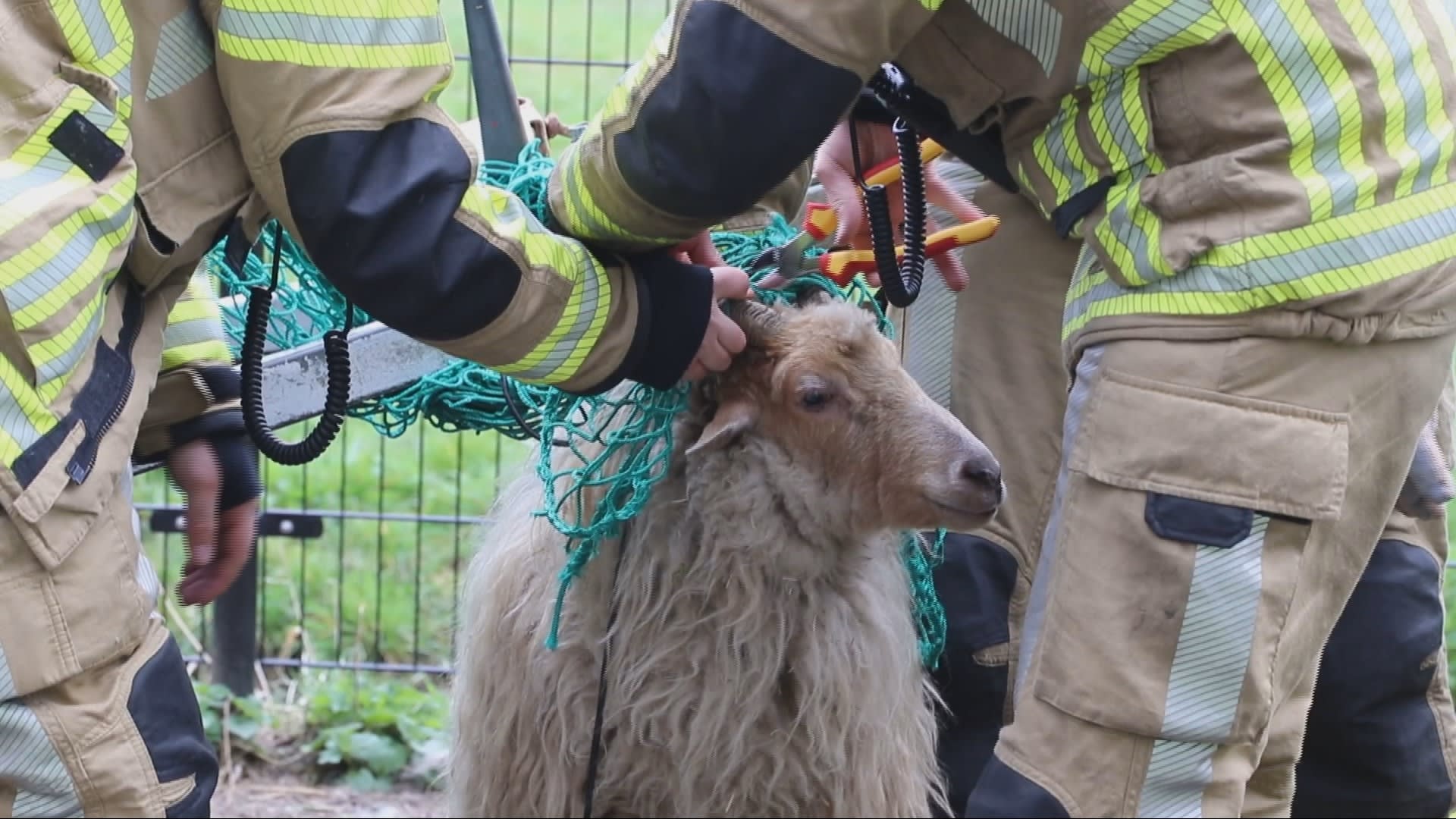 ZIEN: Brandweerhelden redden schaap uit benarde positie