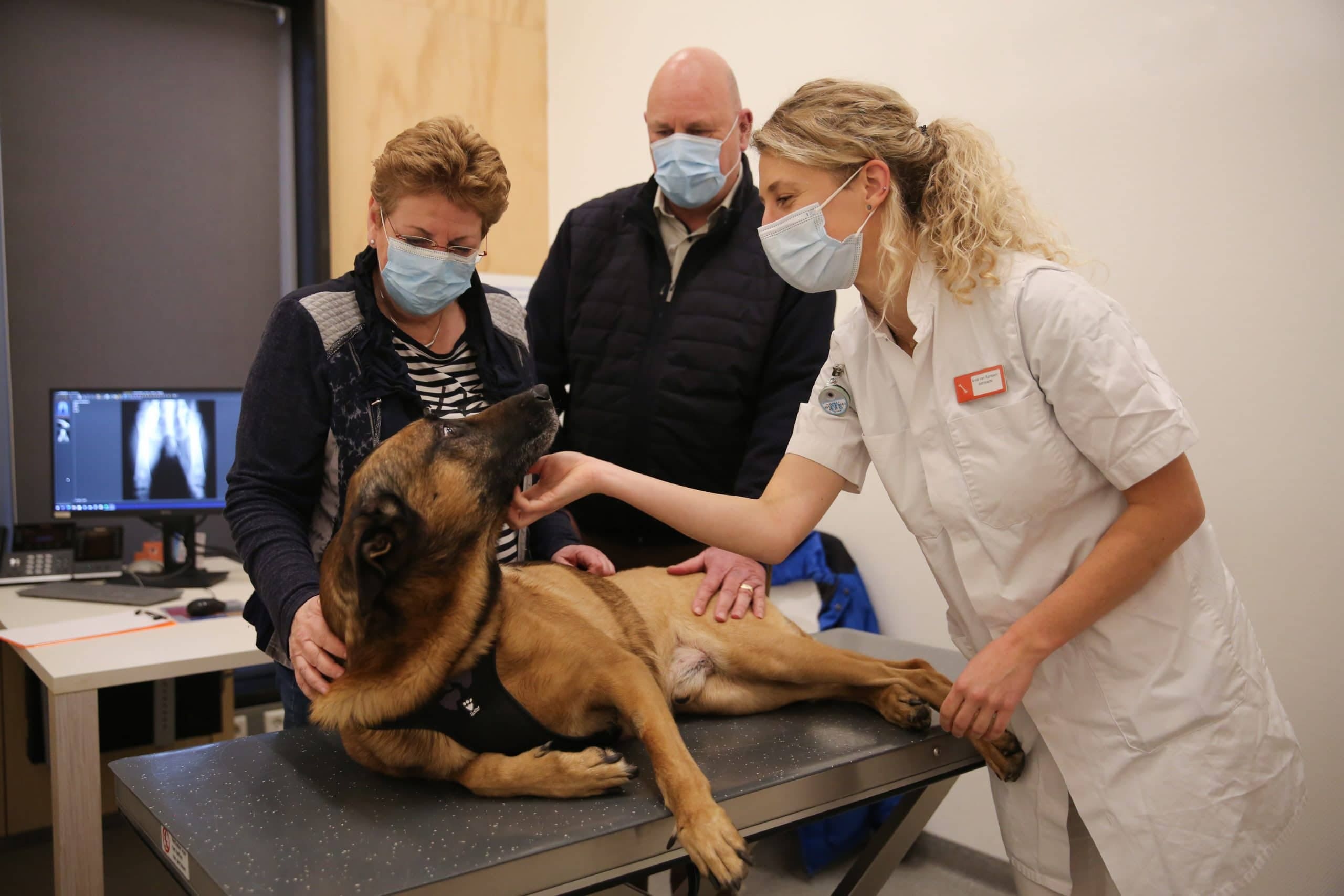 Nederlands vaccin tegen kanker lijkt aan te slaan bij honden: Rax (10) helemaal beter