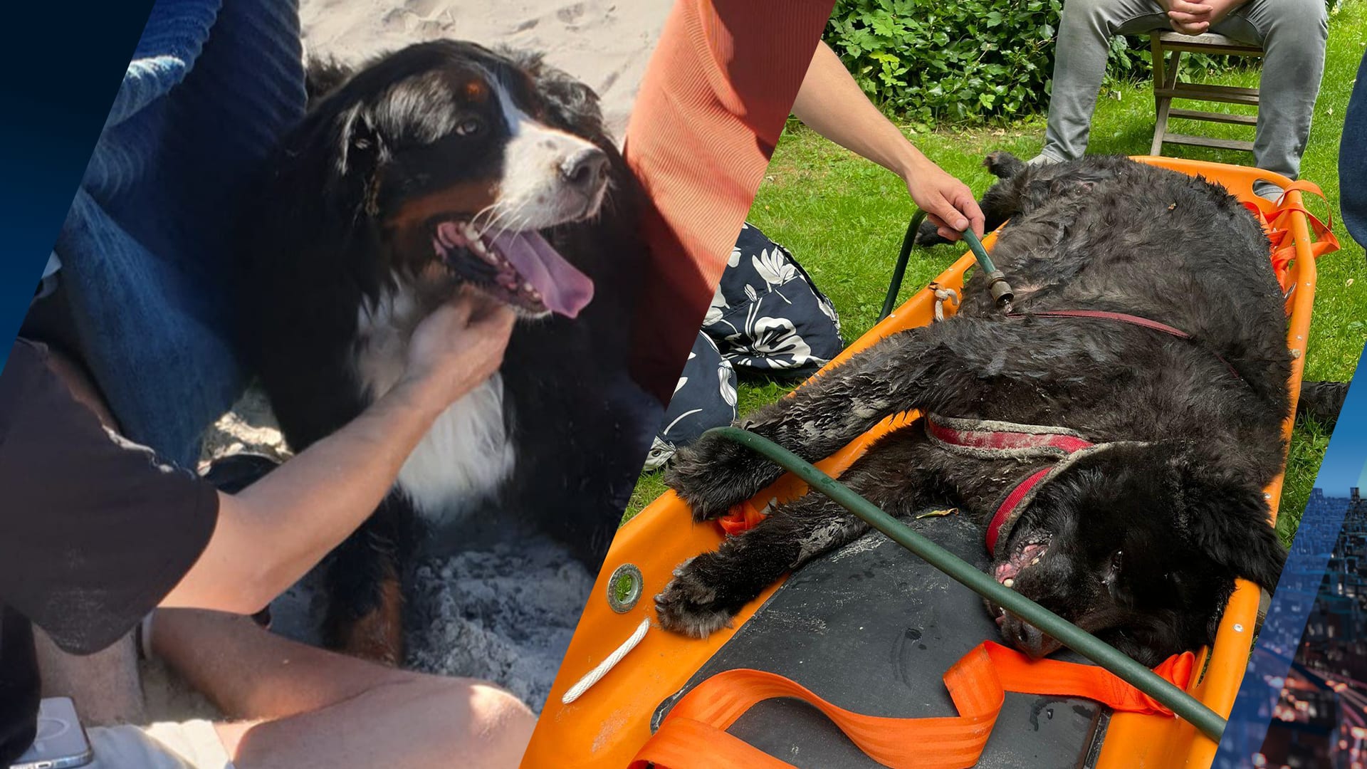 Hond sterft bijna door oververhitting op strand