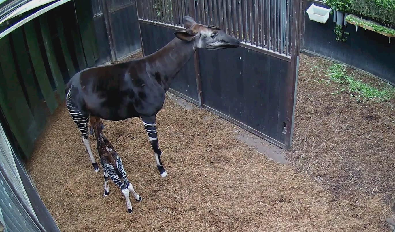 Feest in Rotterdam: zeldzame okapi geboren in Diergaarde Blijdorp