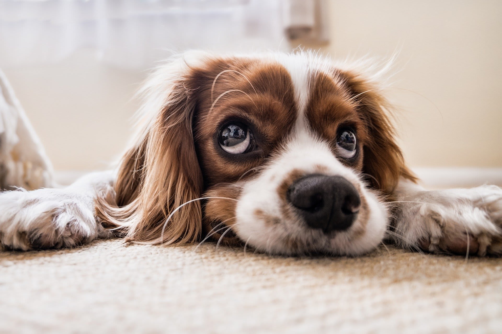 Puppy overreden in Veenendaal, politie zoekt doorrijder