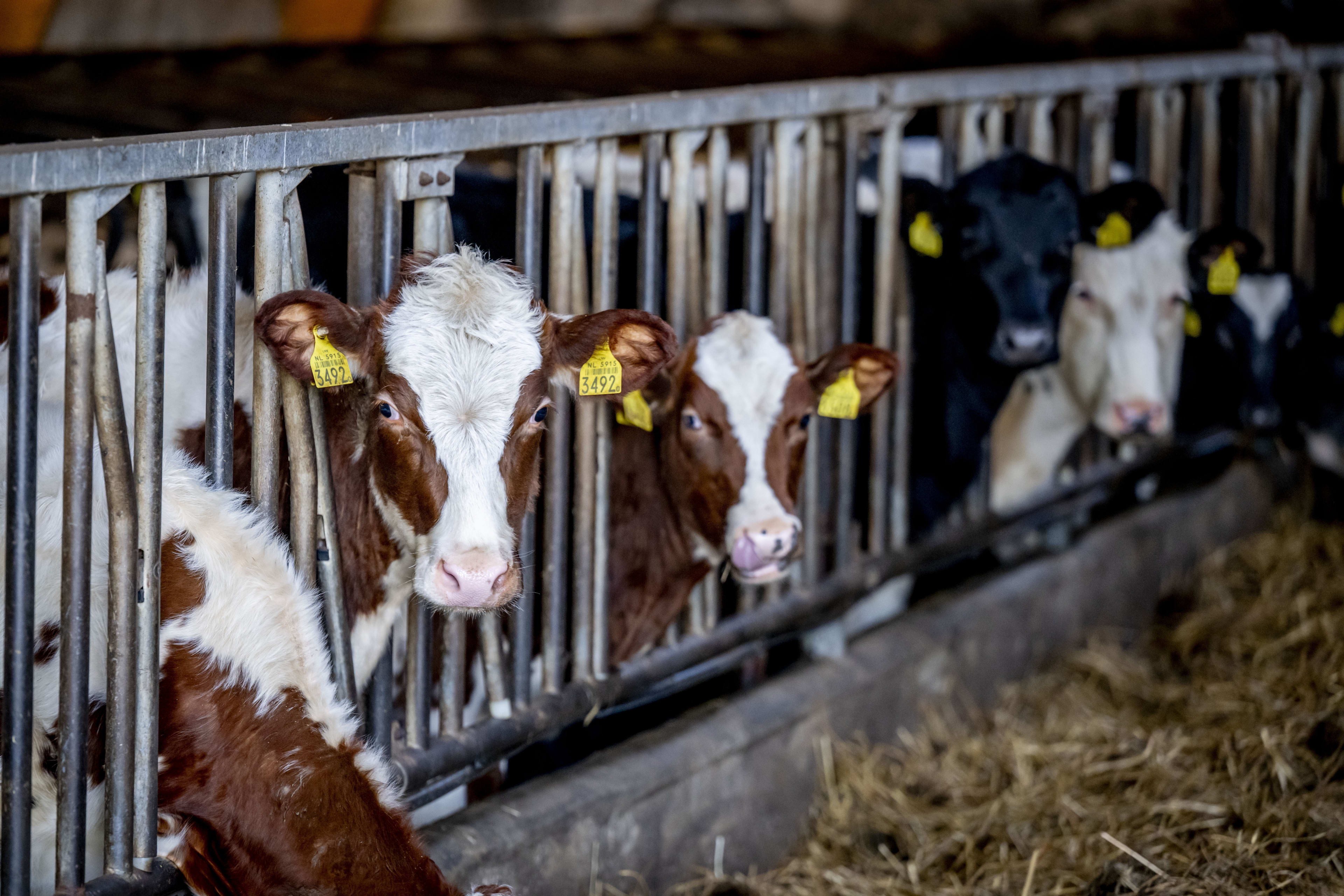 Kabinet trekt nog eens 1,5 miljard uit voor uitkoopregeling boeren