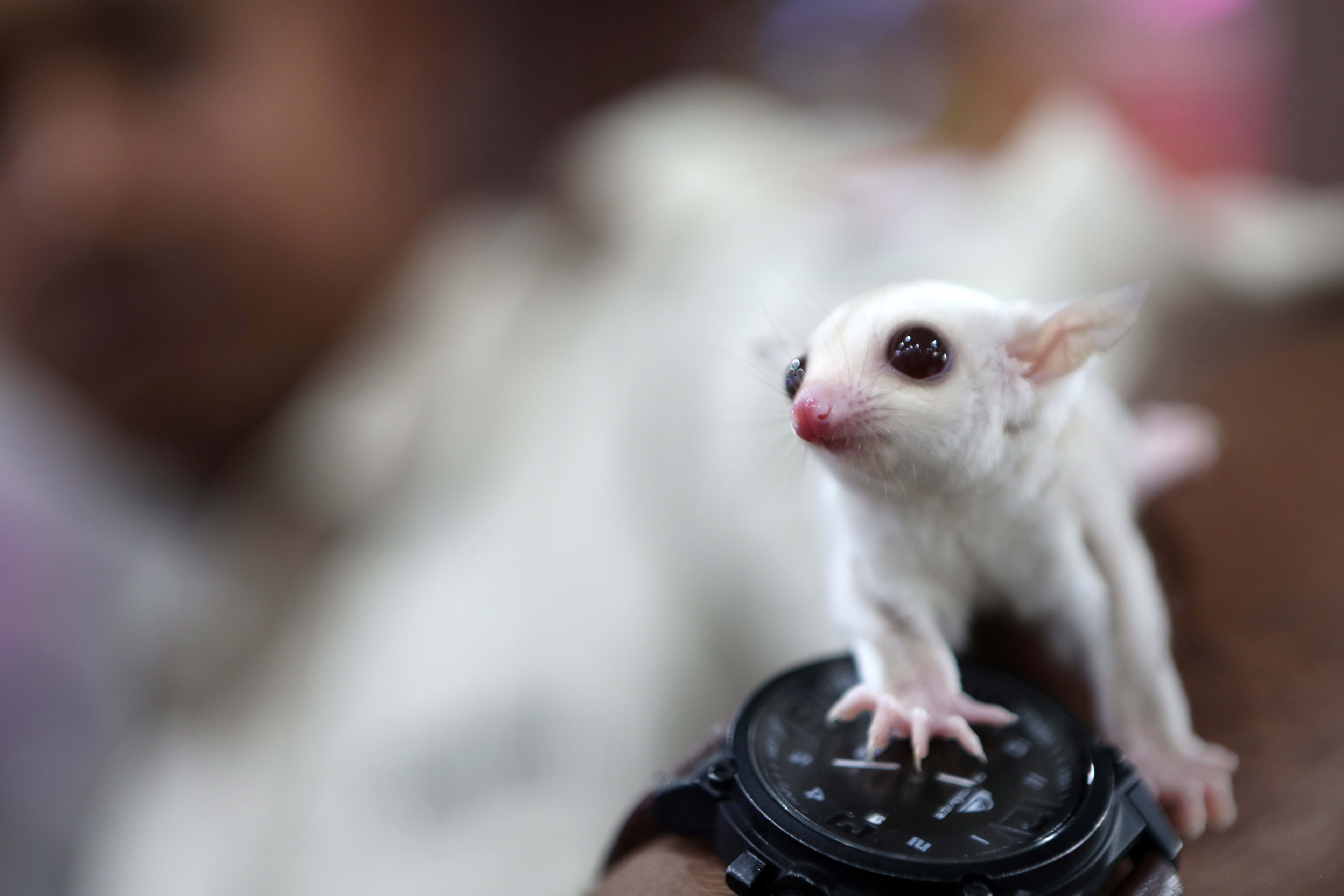 Vorig jaar meer exotische dieren in nood, vooral veel 'vliegeekhoorns'