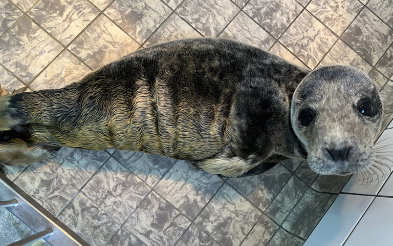 Zeehondenpup Freek overleden in Ecomare